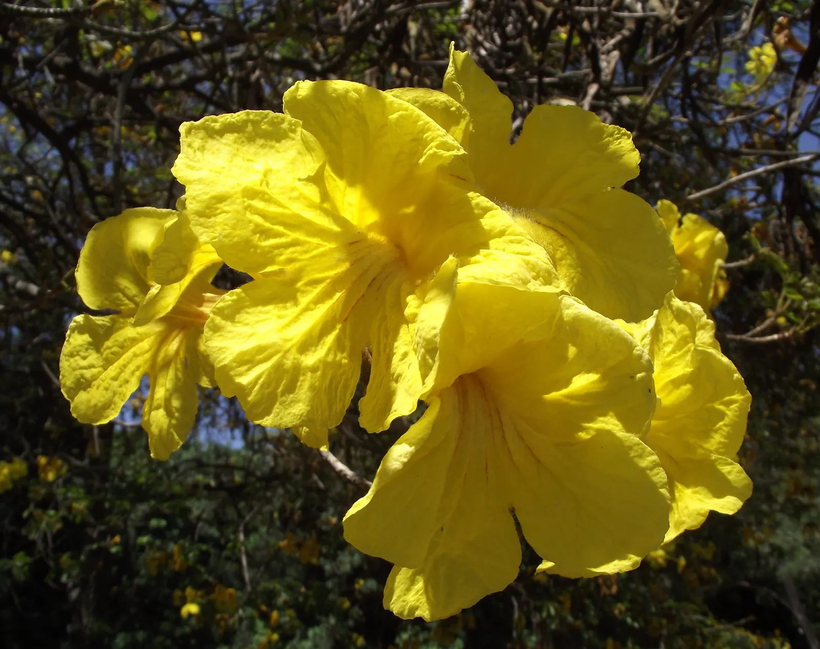 Golden Trumpet Tree (Tabebuia Chrysotricha) — making it an ideal focal piece for sunny regions; this ornamental gem flourishes in USDA hardiness, image 49