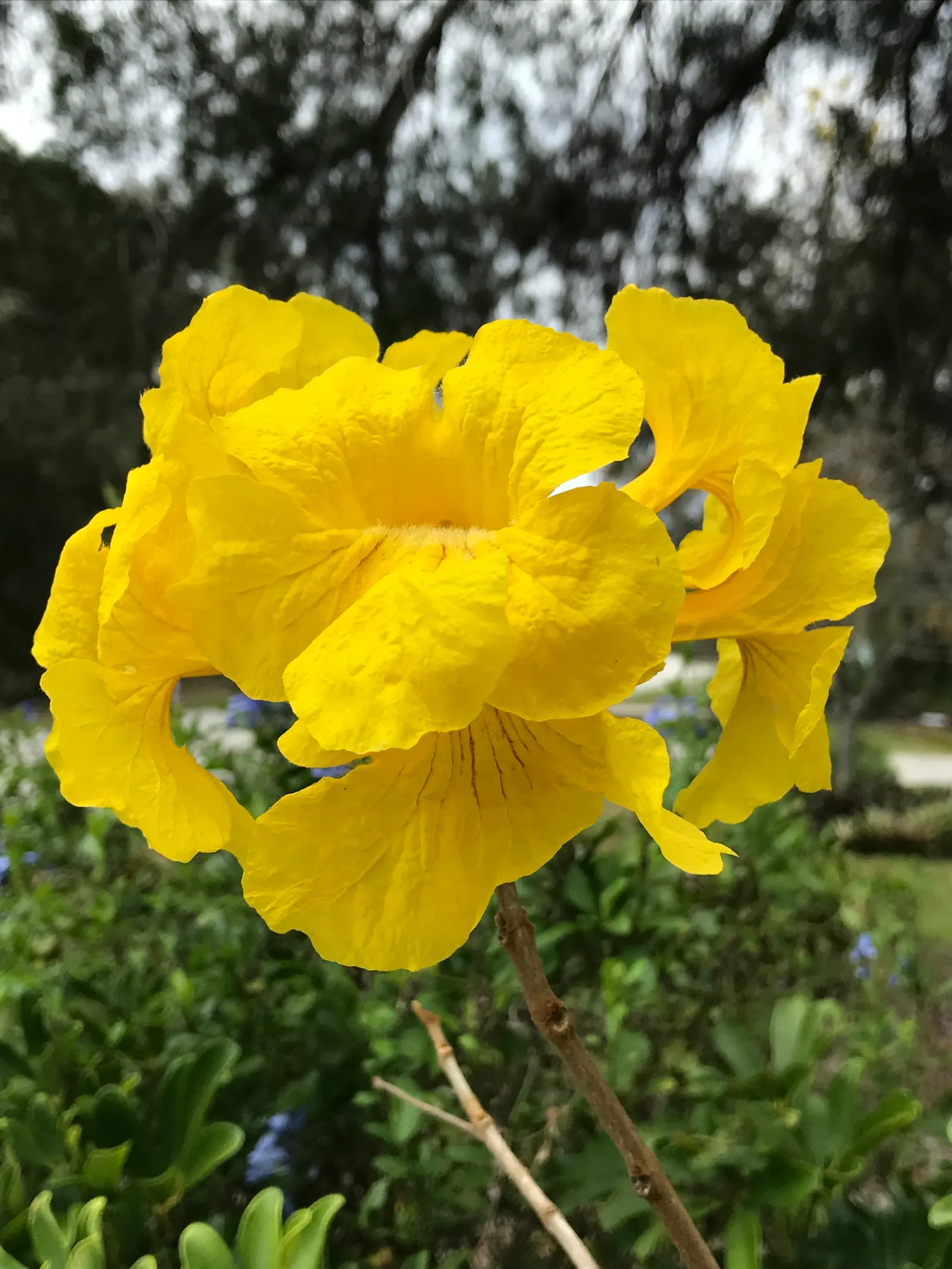 Golden Trumpet Tree (Tabebuia Chrysotricha) — yellow flowers in the garden