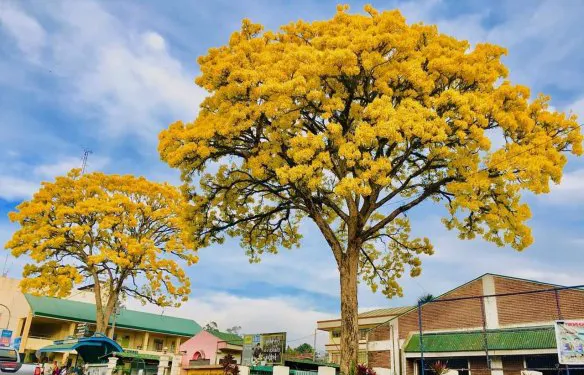 Golden Trumpet Tree (Tabebuia Chrysotricha) — The Golden Trumpet Tree (Tabebuia chrysotricha) is a striking