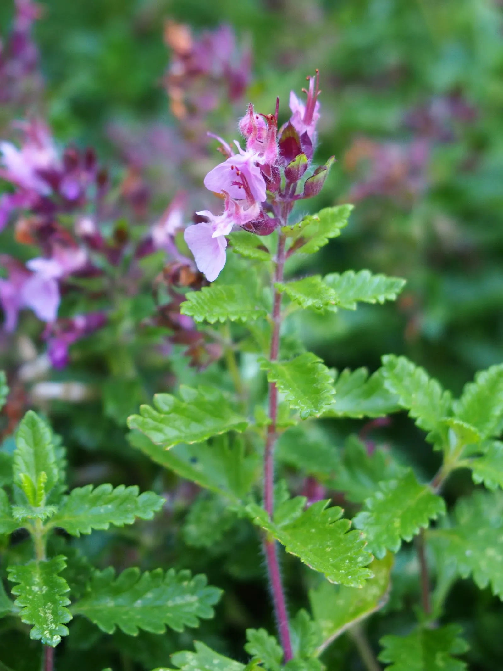 Wall Germander (Teucrium X Lucidrys) — this robust plant thrives in USDA Hardiness Zones 5 through 9; with a spread of 18-24 inches, image 67