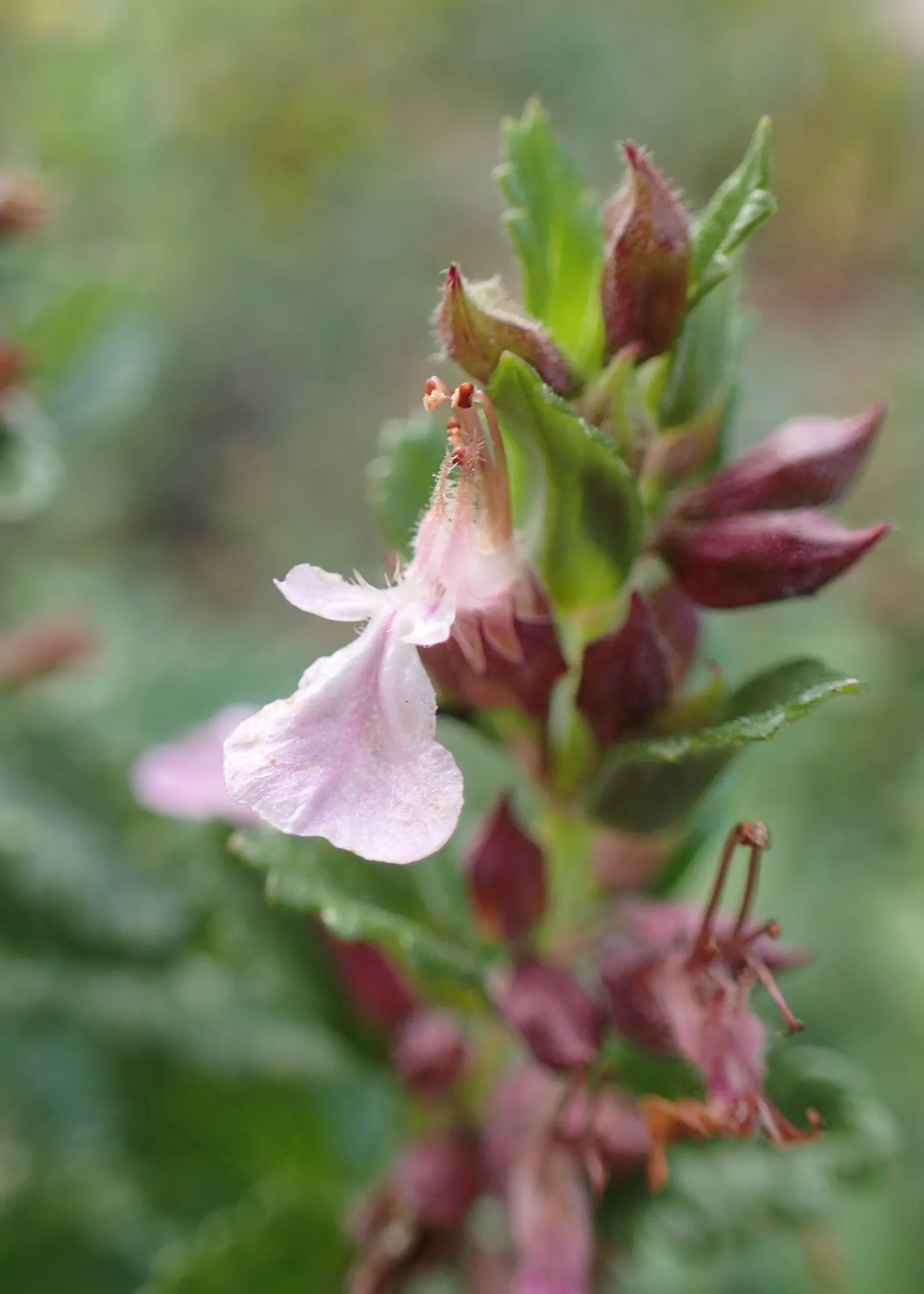 Wall Germander (Teucrium X Lucidrys) — enriching the biodiversity of the garden