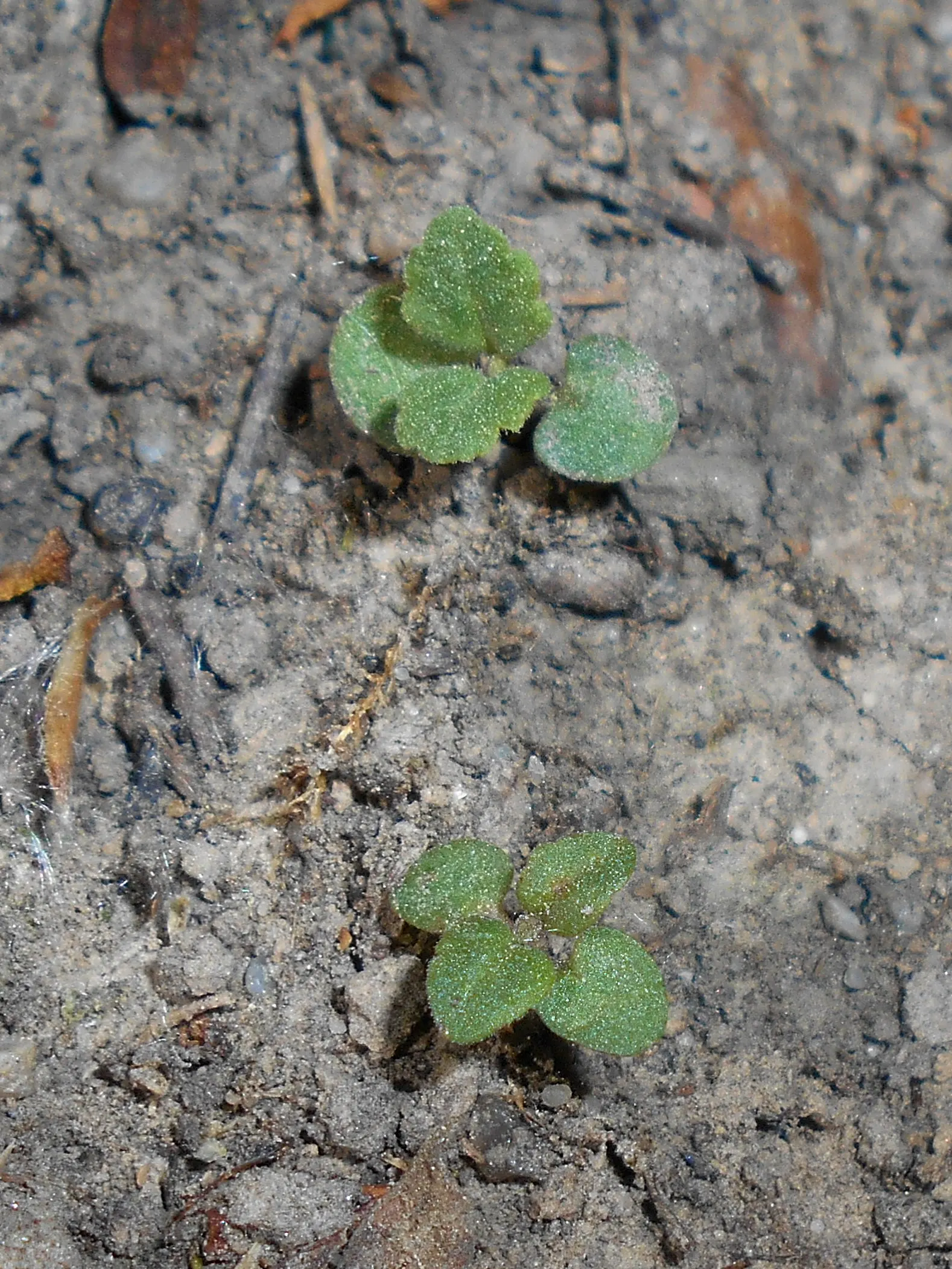 Wall Germander (Teucrium X Lucidrys) — ground cover / herb / shrub for full