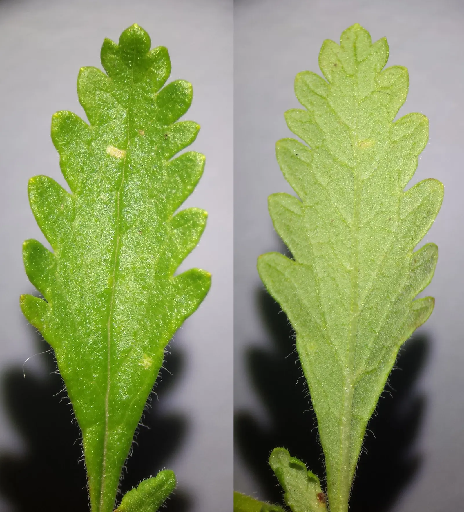 Wall Germander (Teucrium X Lucidrys) — although it performs best in moderately fertile conditions