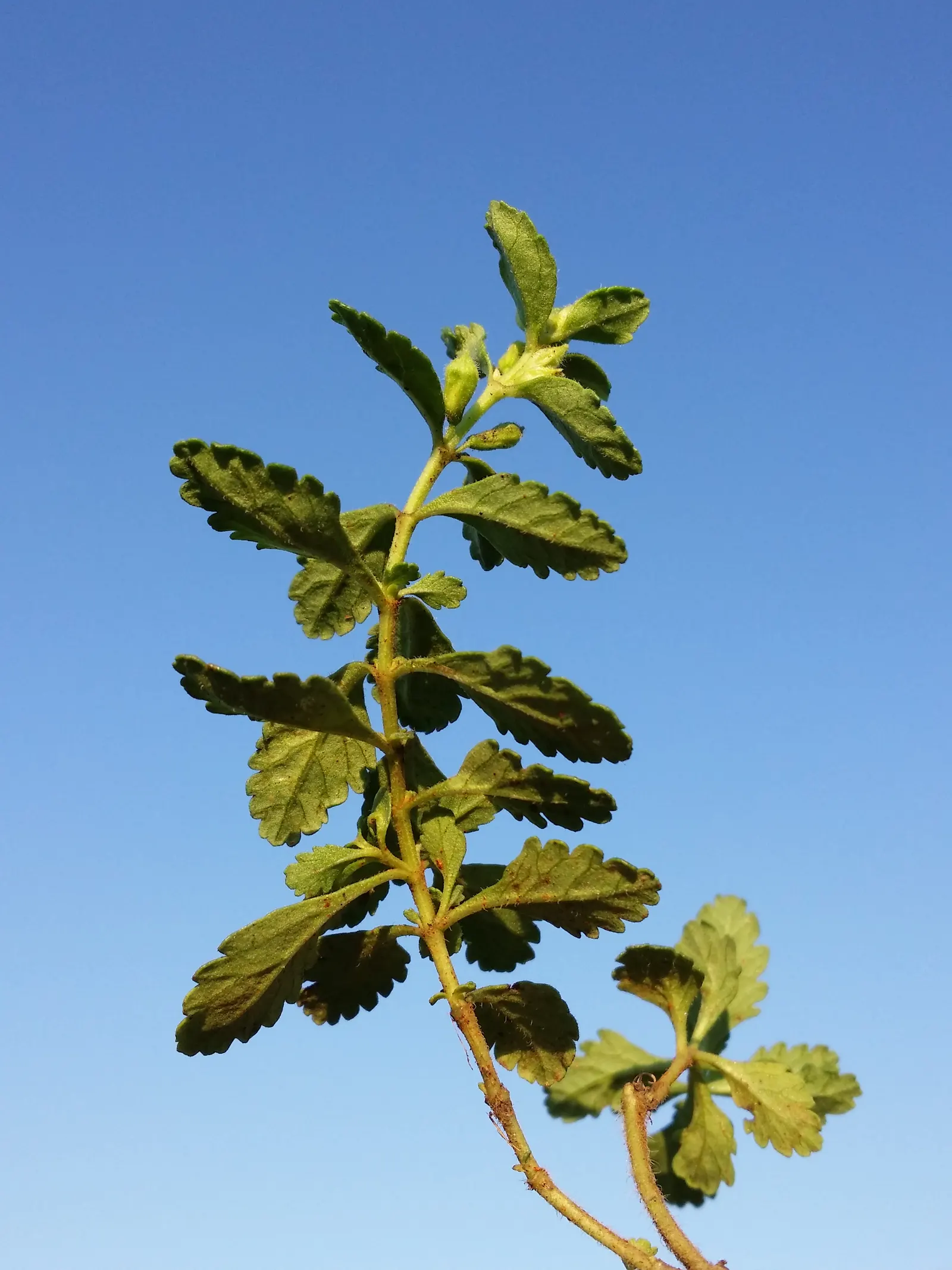 Wall Germander (Teucrium X Lucidrys) — The flowers are borne on upright stems above the foliage; is a robust evergreen sub-shrub reaching 12-18 inches tall