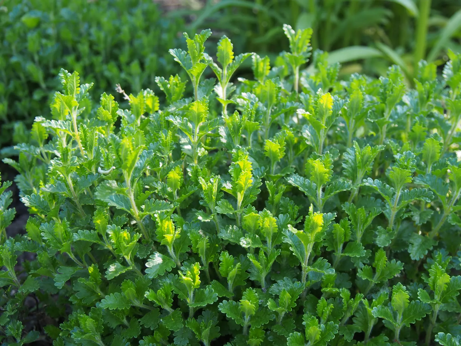 Wall Germander (Teucrium X Lucidrys) — this robust plant thrives in USDA Hardiness Zones 5 through 9