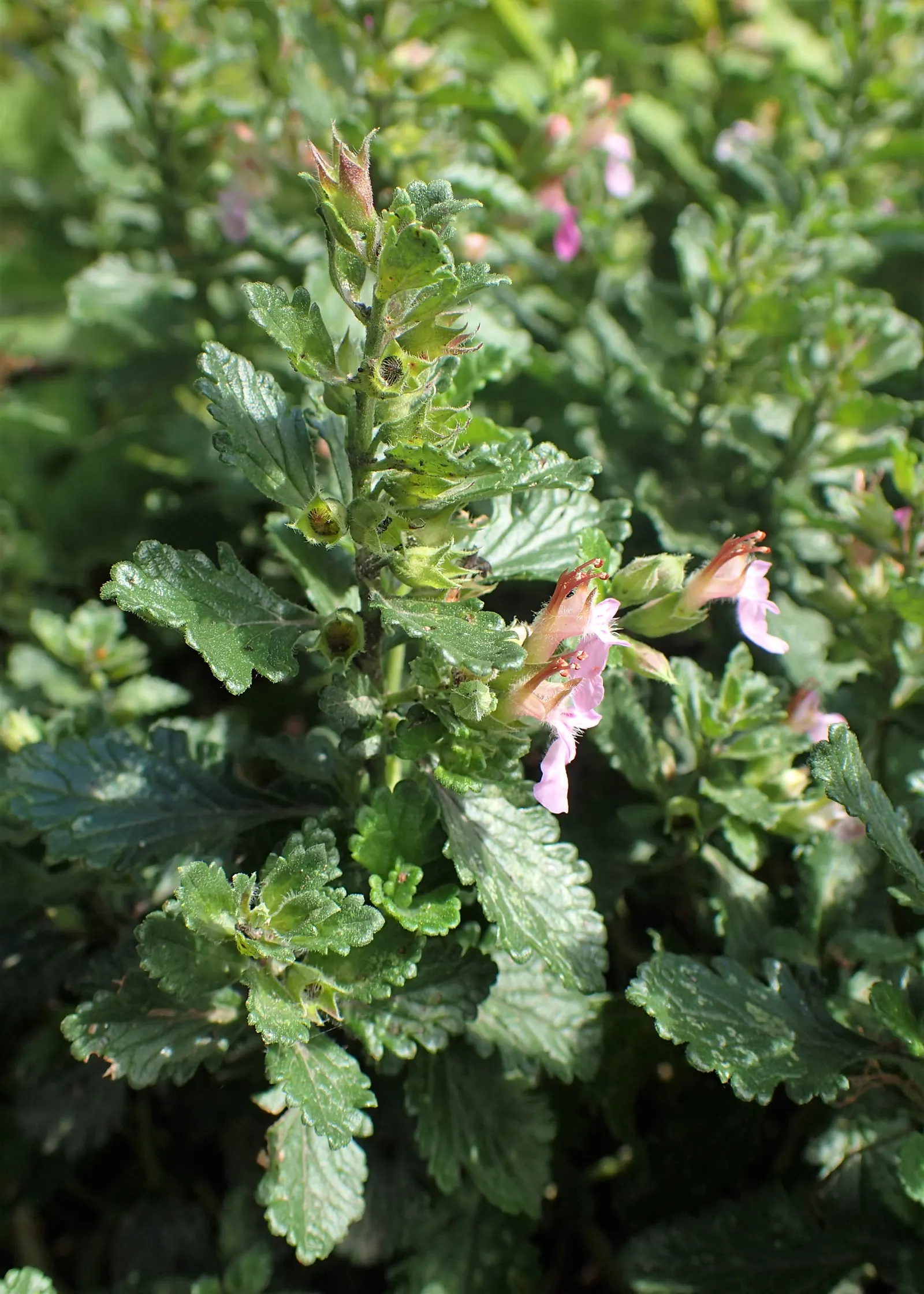 Wall Germander (Teucrium X Lucidrys) — and can tolerate a range of soil types