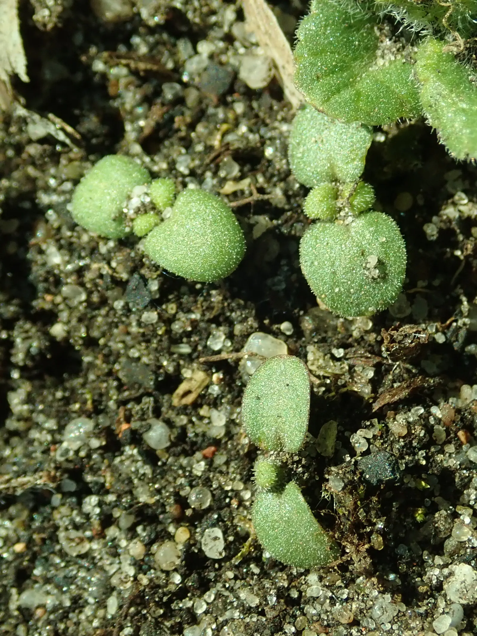 Wall Germander (Teucrium X Lucidrys) — It demands well-drained soil; and can tolerate a range of soil types