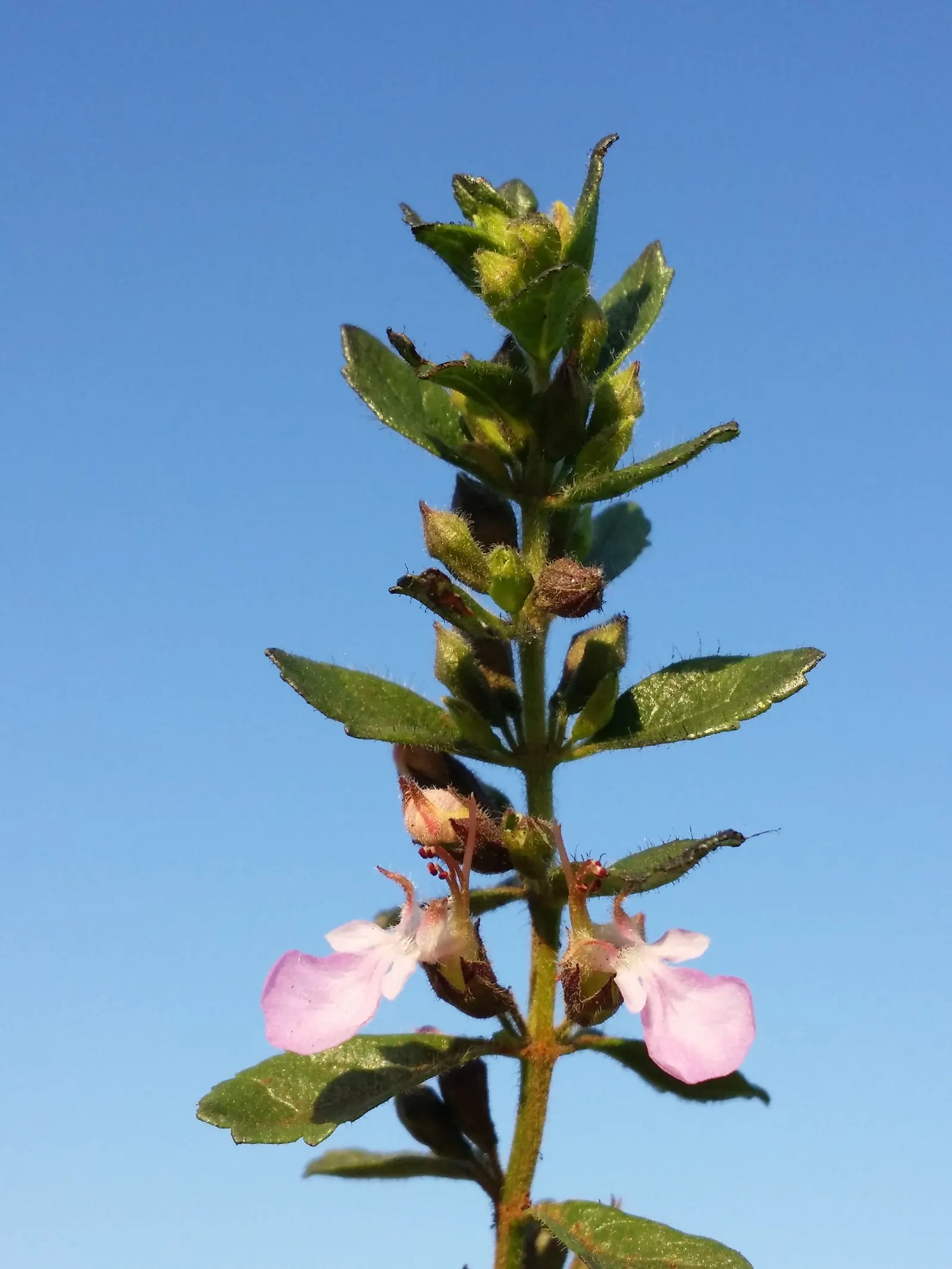 Wall Germander (Teucrium X Lucidrys) — It can serve as an excellent low hedge or border plant; with its origins in the Mediterranean, image 72