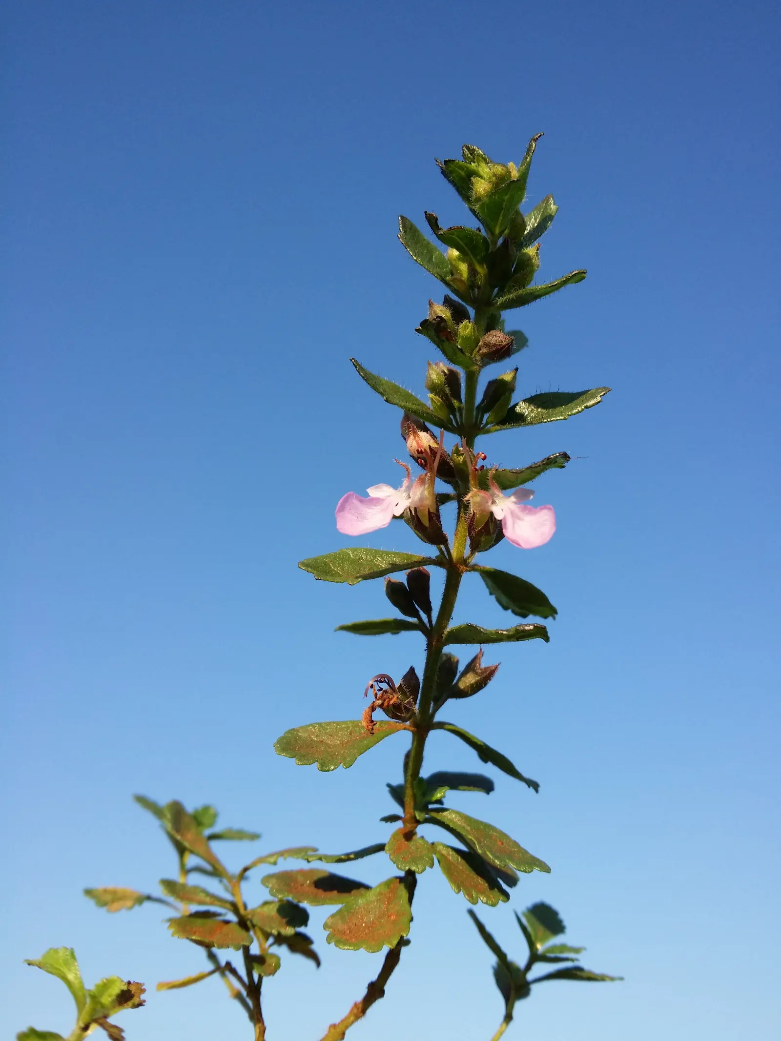 Wall Germander (Teucrium X Lucidrys) — signifying its adaptability to a range of climatic conditions; this robust plant thrives in USDA Hardiness Zones 5