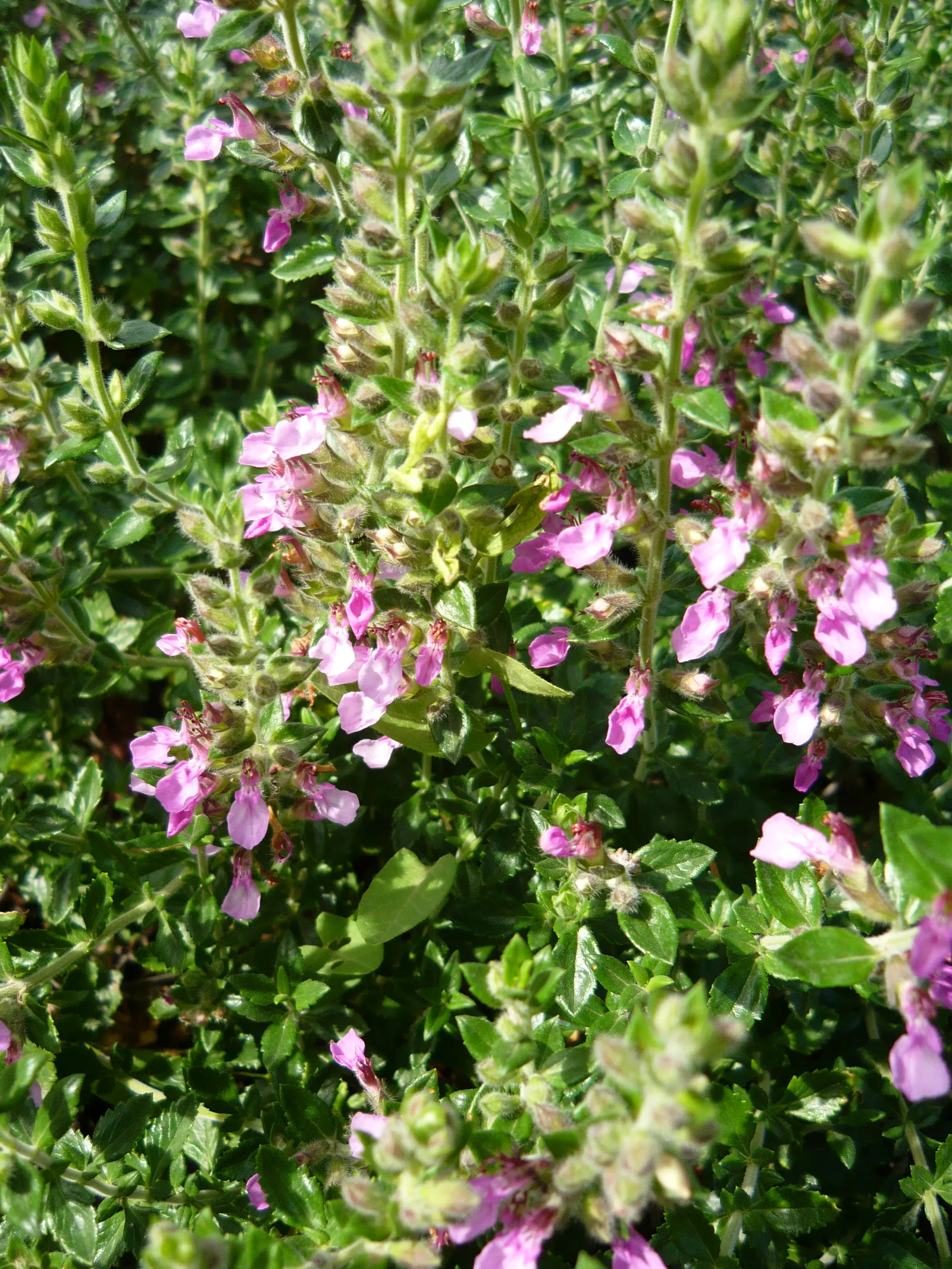 Wall Germander (Teucrium X Lucidrys) — signifying its adaptability to a range of climatic conditions; this robust plant thrives in USDA Hardiness, image 68