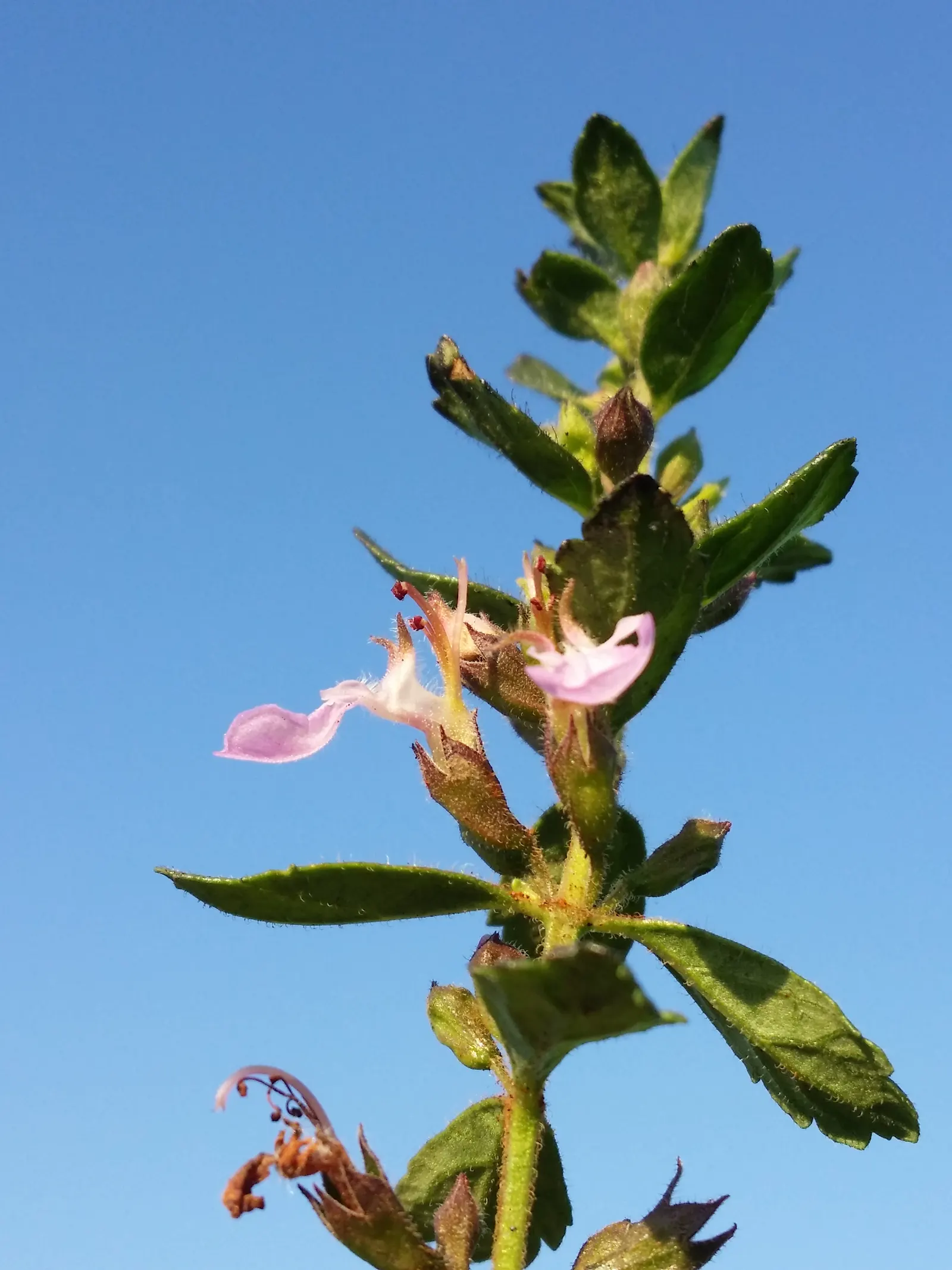 Wall Germander (Teucrium X Lucidrys) — ground cover / herb / shrub with white blooms; wall Germander prefers full sun to partial shade and is drought-tolerant