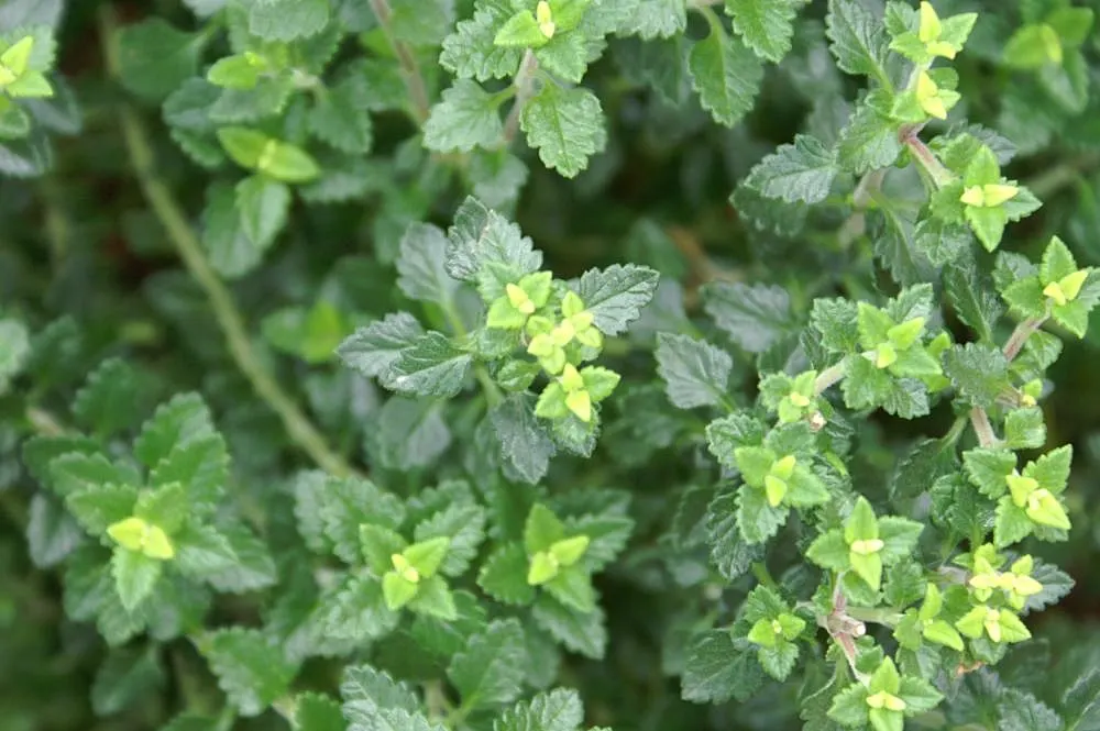 Wall Germander (Teucrium X Lucidrys) — thanks to its uniform growth and ability to withstand pruning, image 73