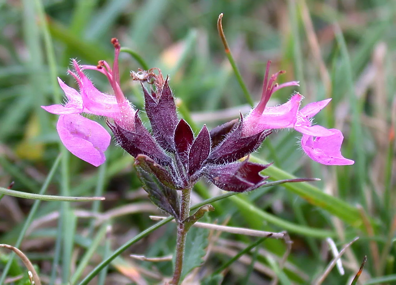 Wall Germander (Teucrium X Lucidrys) — although it performs best in moderately fertile conditions; commonly known as Wall Germander