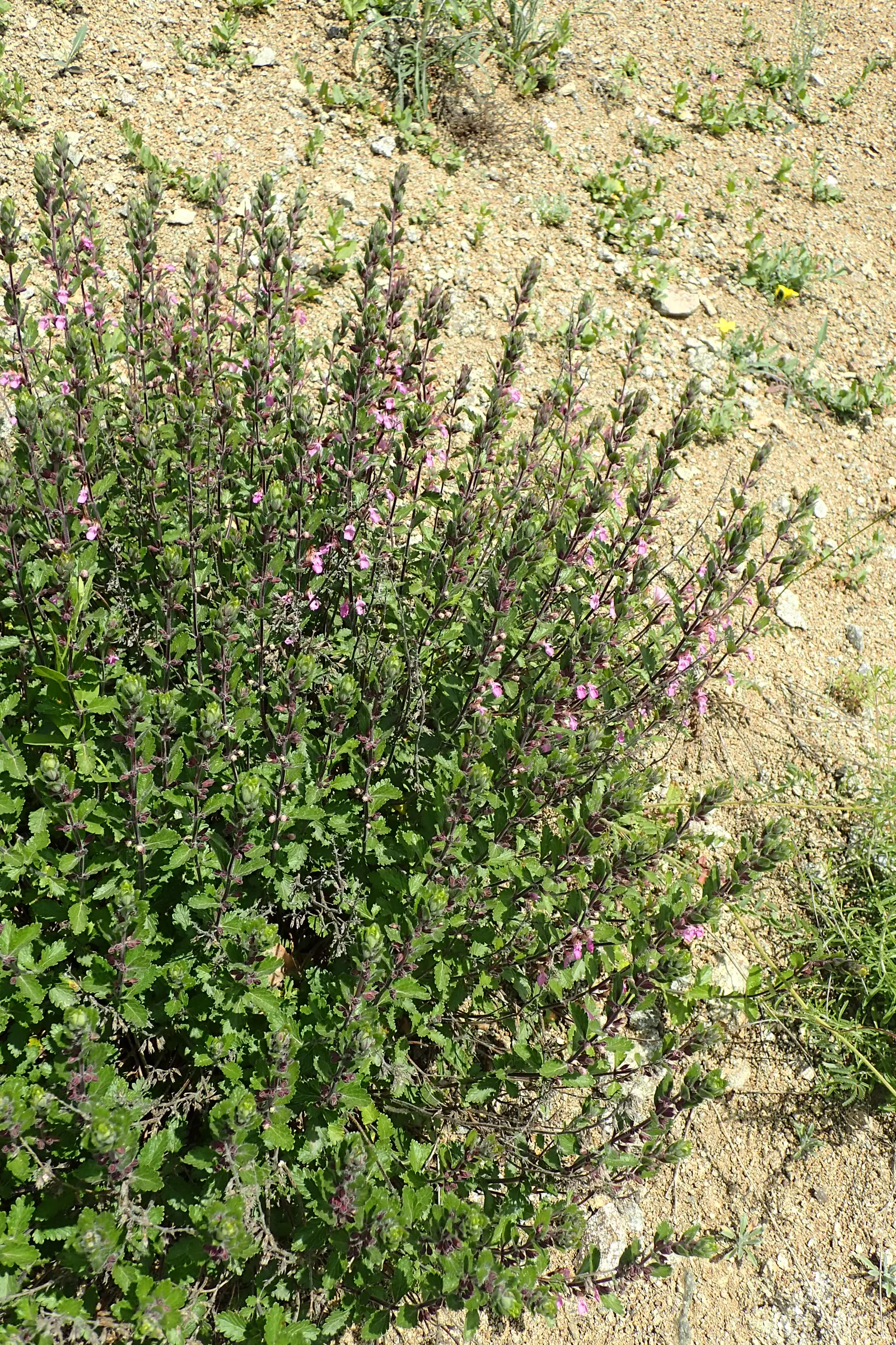 Wall Germander (Teucrium X Lucidrys) — and can tolerate a range of soil types; ground cover / herb / shrub with white blooms