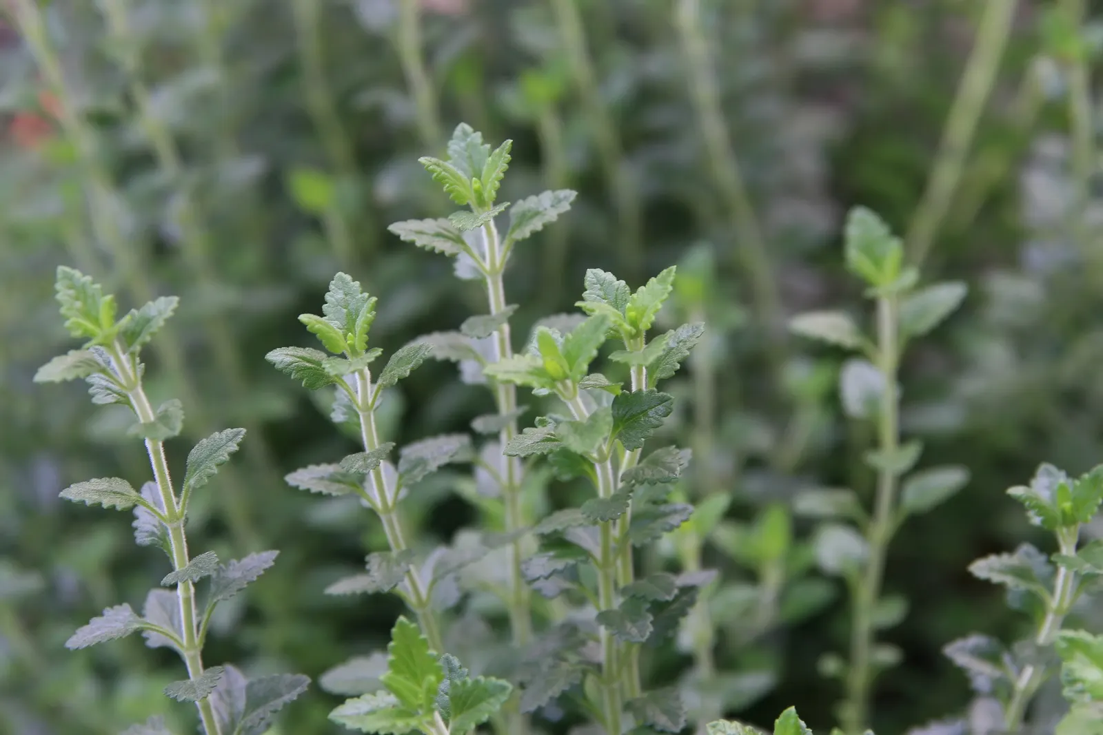 Wall Germander (Teucrium X Lucidrys) — perennial subshrub that offers both ornamental appeal and practical uses in landscape design; giving a, image 65