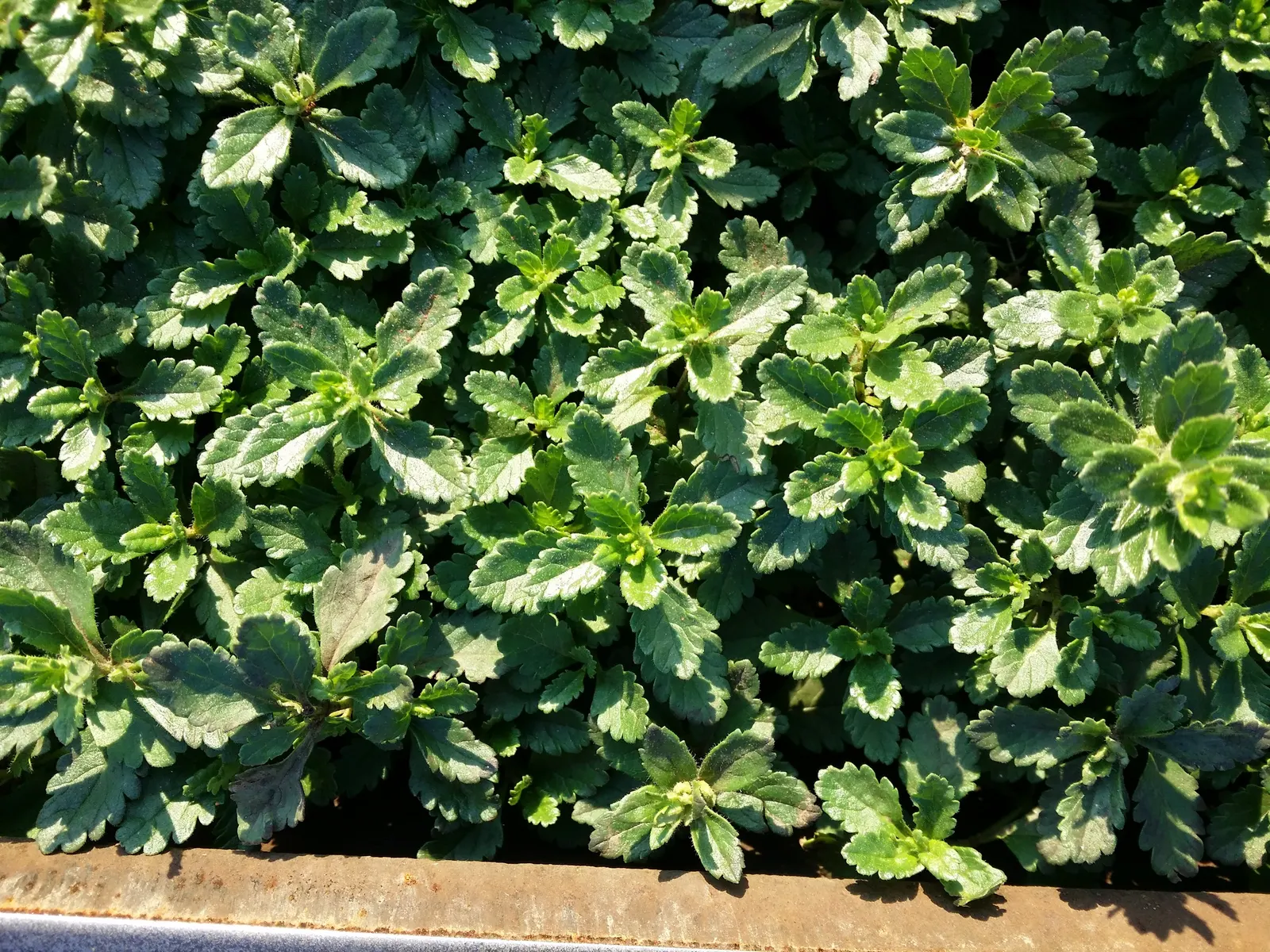 Wall Germander (Teucrium X Lucidrys) — glossy green leaves and a dense; you might use it to edge herb gardens or pathways
