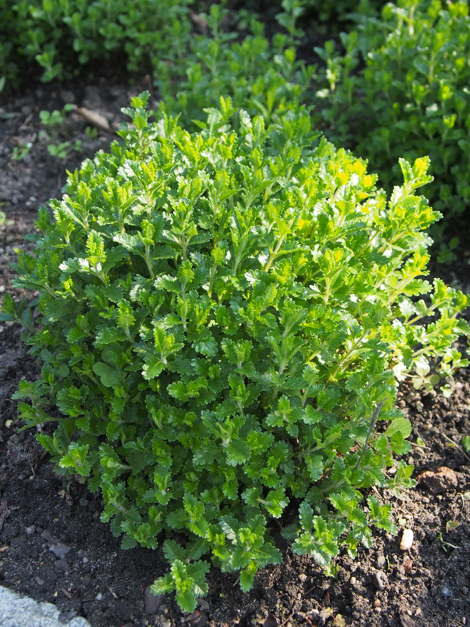 Wall Germander (Teucrium X Lucidrys) — Wall Germander prefers full sun to partial shade and is drought-tolerant once established; it can serve as, image 77
