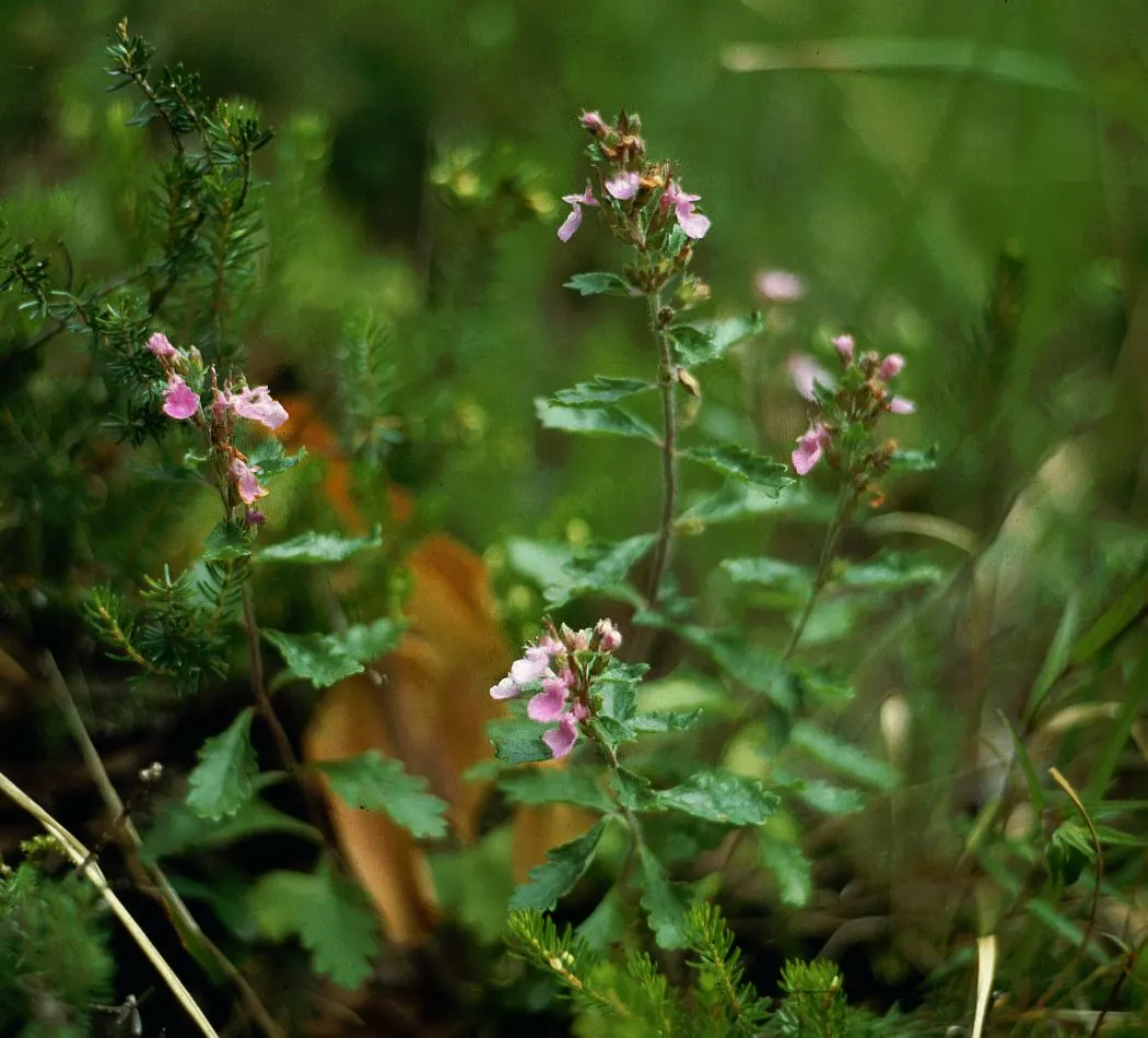 Wall Germander (Teucrium X Lucidrys) — commonly known as Wall Germander; signifying its adaptability to a range of climatic conditions, image 64