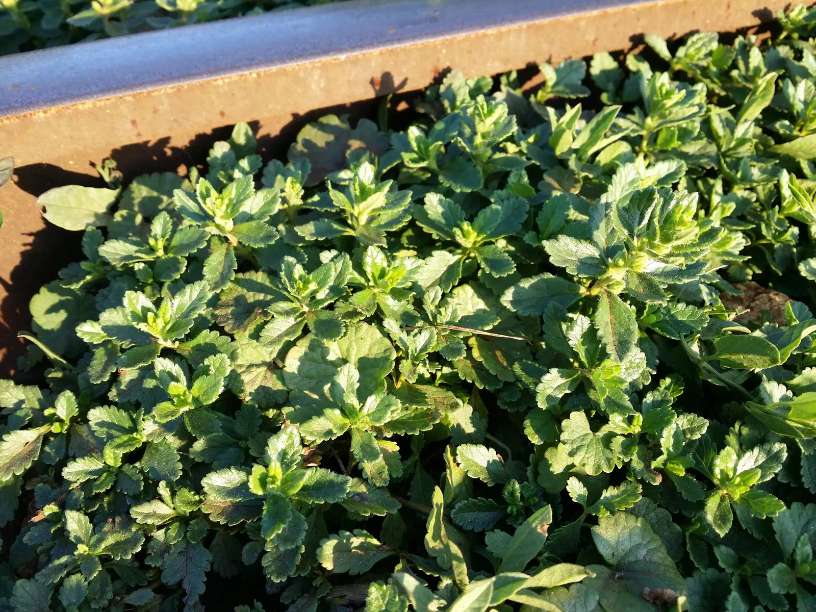 Wall Germander (Teucrium X Lucidrys) — signifying its adaptability to a range of climatic conditions
