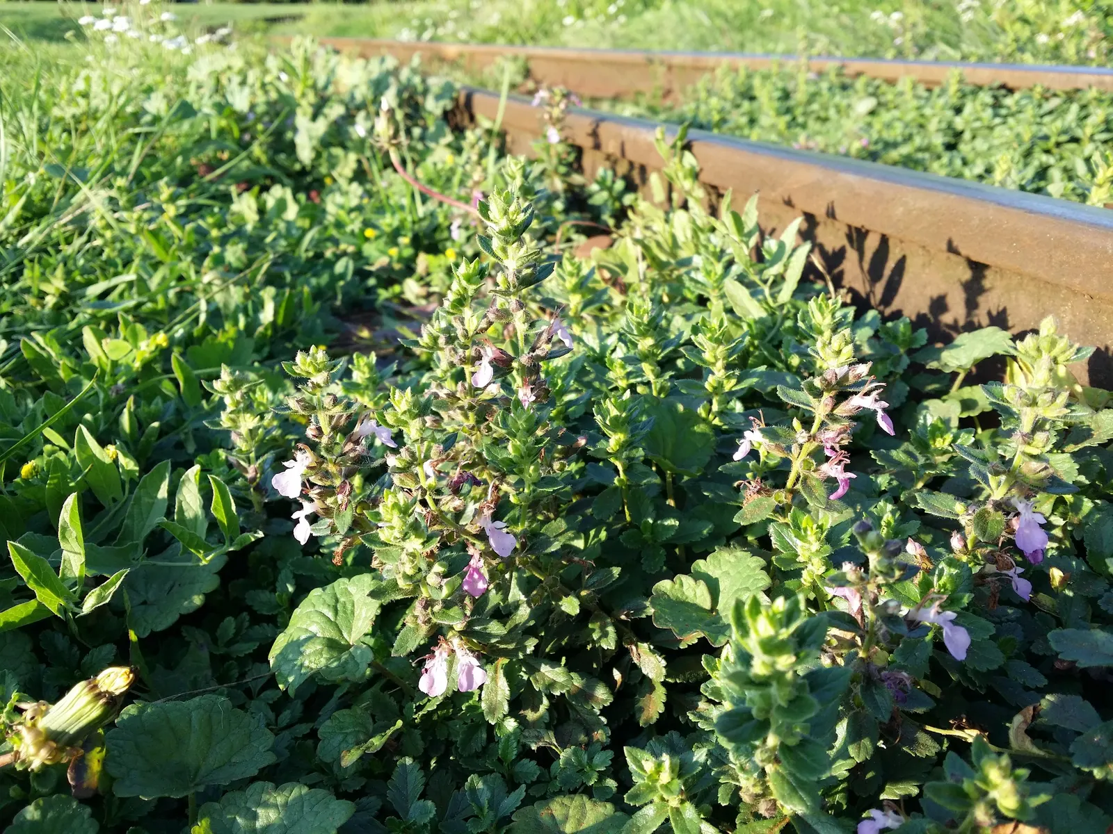 Wall Germander (Teucrium X Lucidrys) — with a spread of 18-24 inches; glossy green leaves and a dense