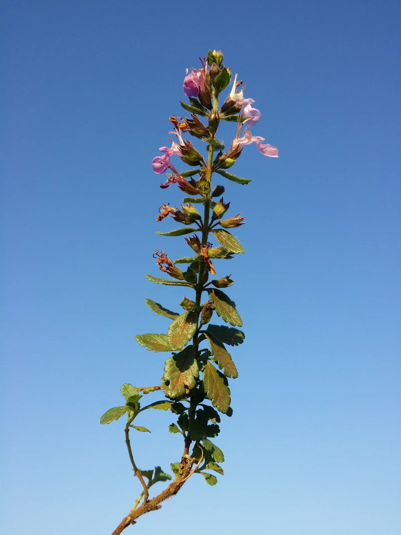 Wall Germander (Teucrium X Lucidrys) — Drought-resistant once established, it provides a formal look with minimal maintenance