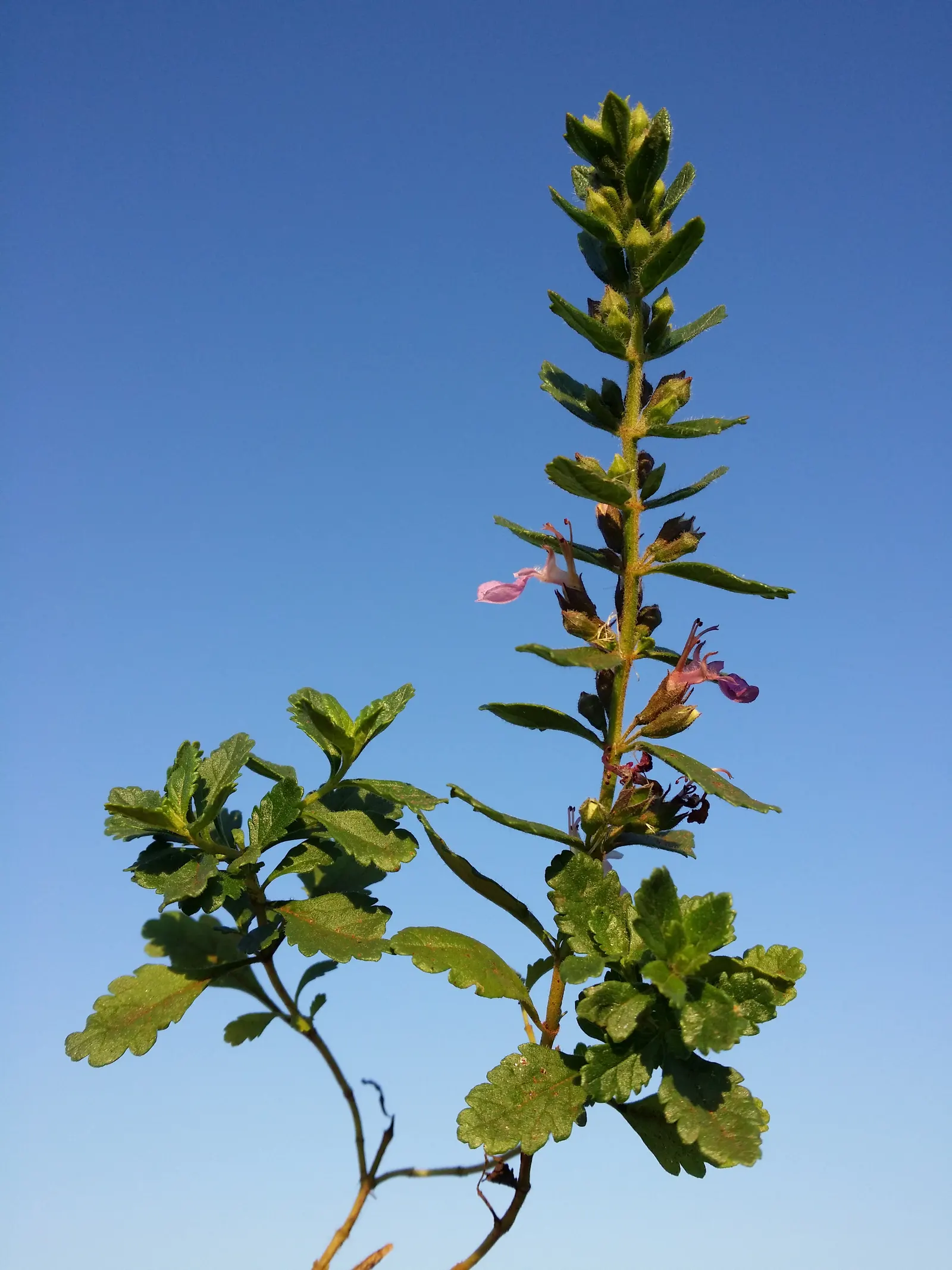 Wall Germander (Teucrium X Lucidrys) — commonly known as Wall Germander