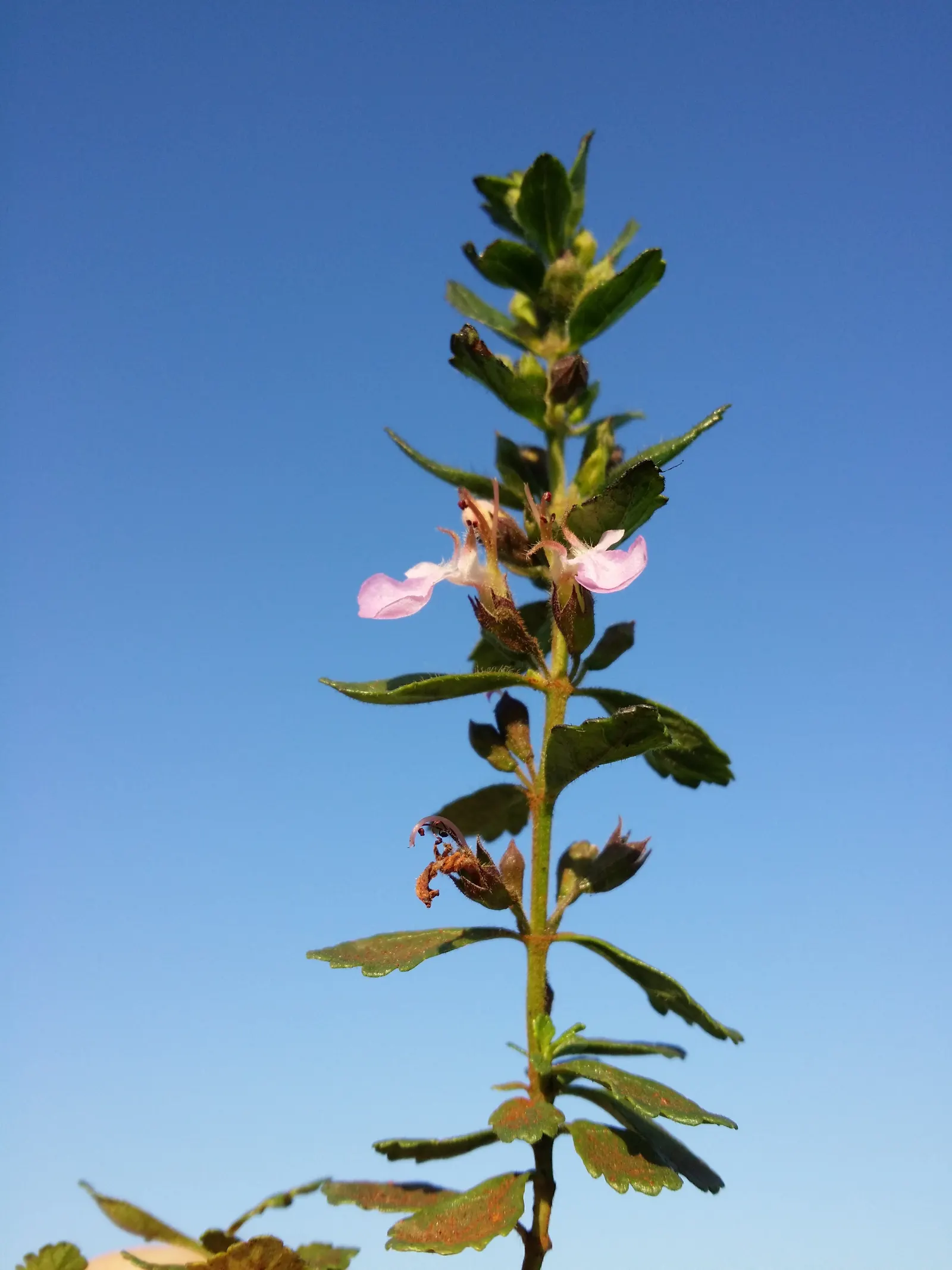 Wall Germander (Teucrium X Lucidrys) — With its origins in the Mediterranean; <br><br>With minimal care, image 66