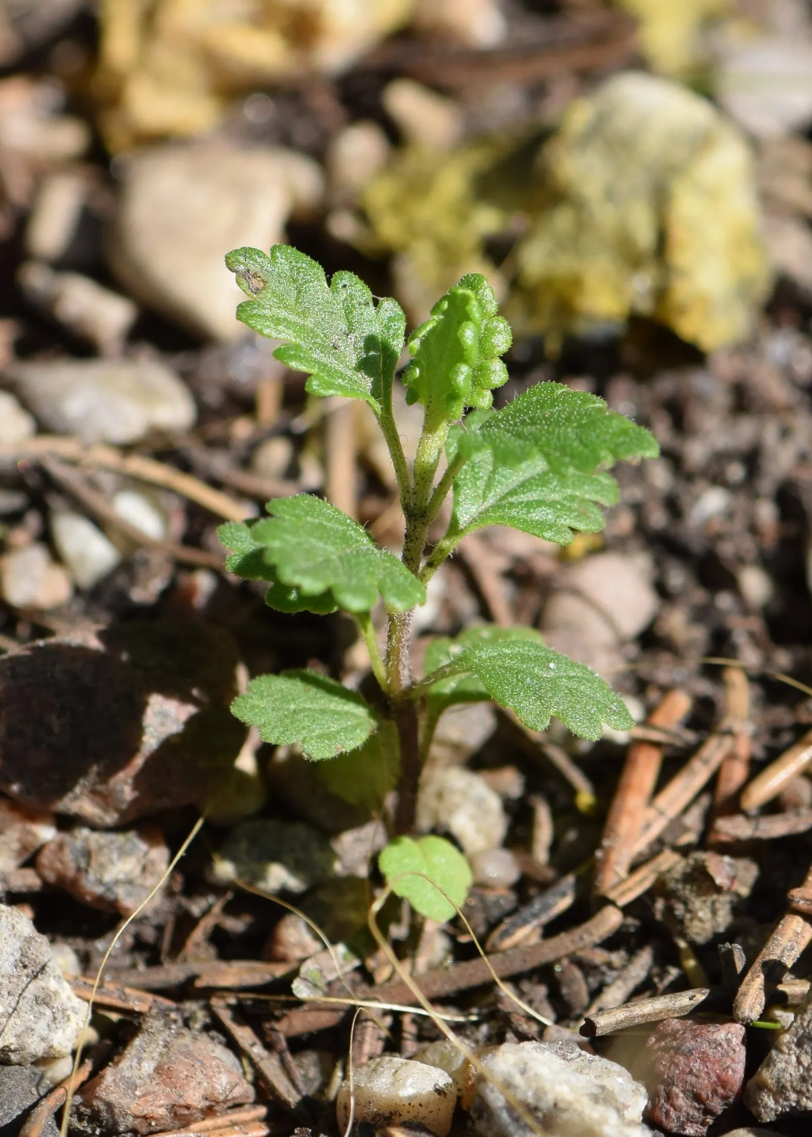 Wall Germander (Teucrium X Lucidrys) — It demands well-drained soil