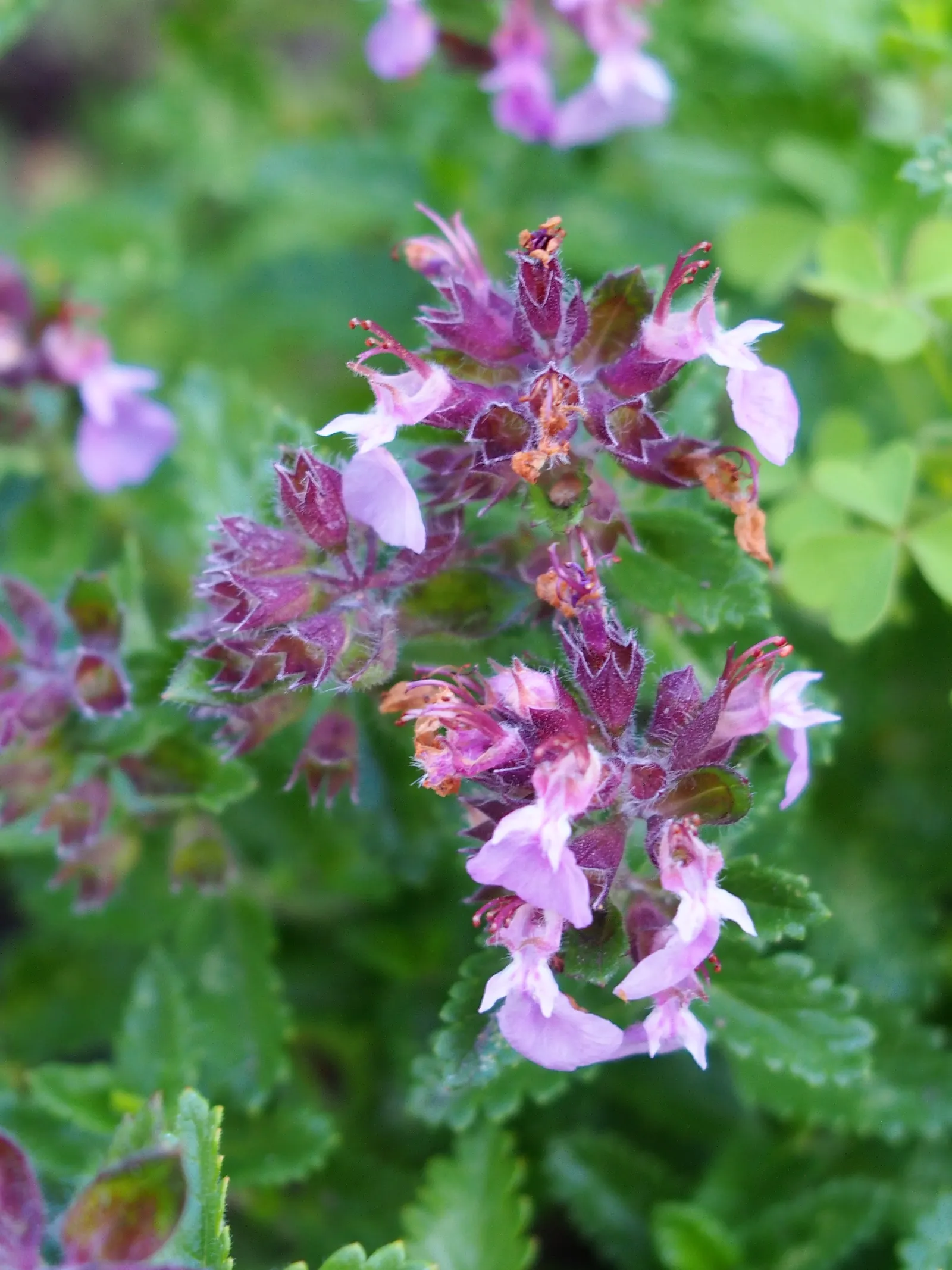 Wall Germander (Teucrium X Lucidrys) — giving a formal structure with its neat; ground cover / herb / shrub for full