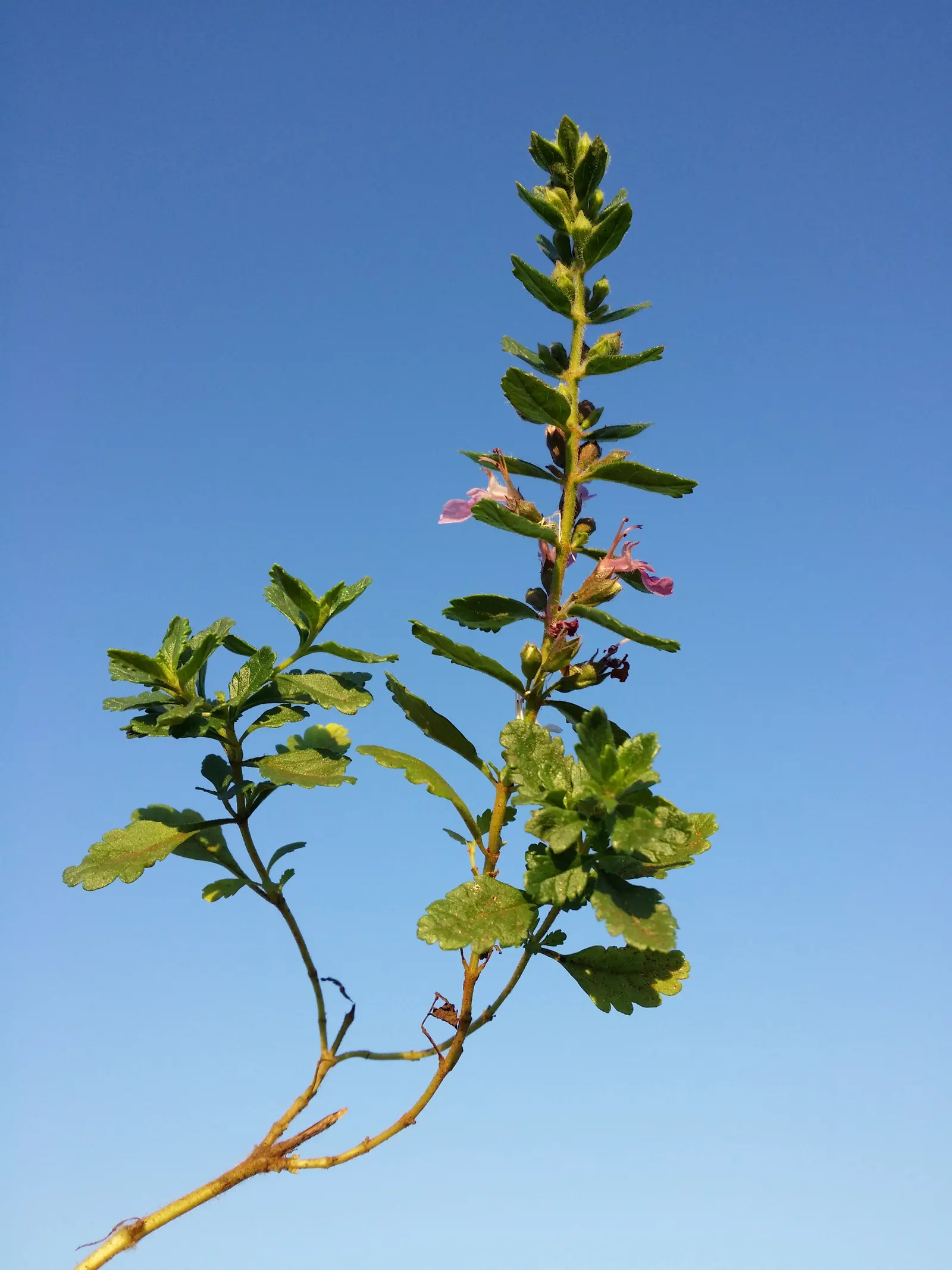Wall Germander (Teucrium X Lucidrys) — giving a formal structure with its neat