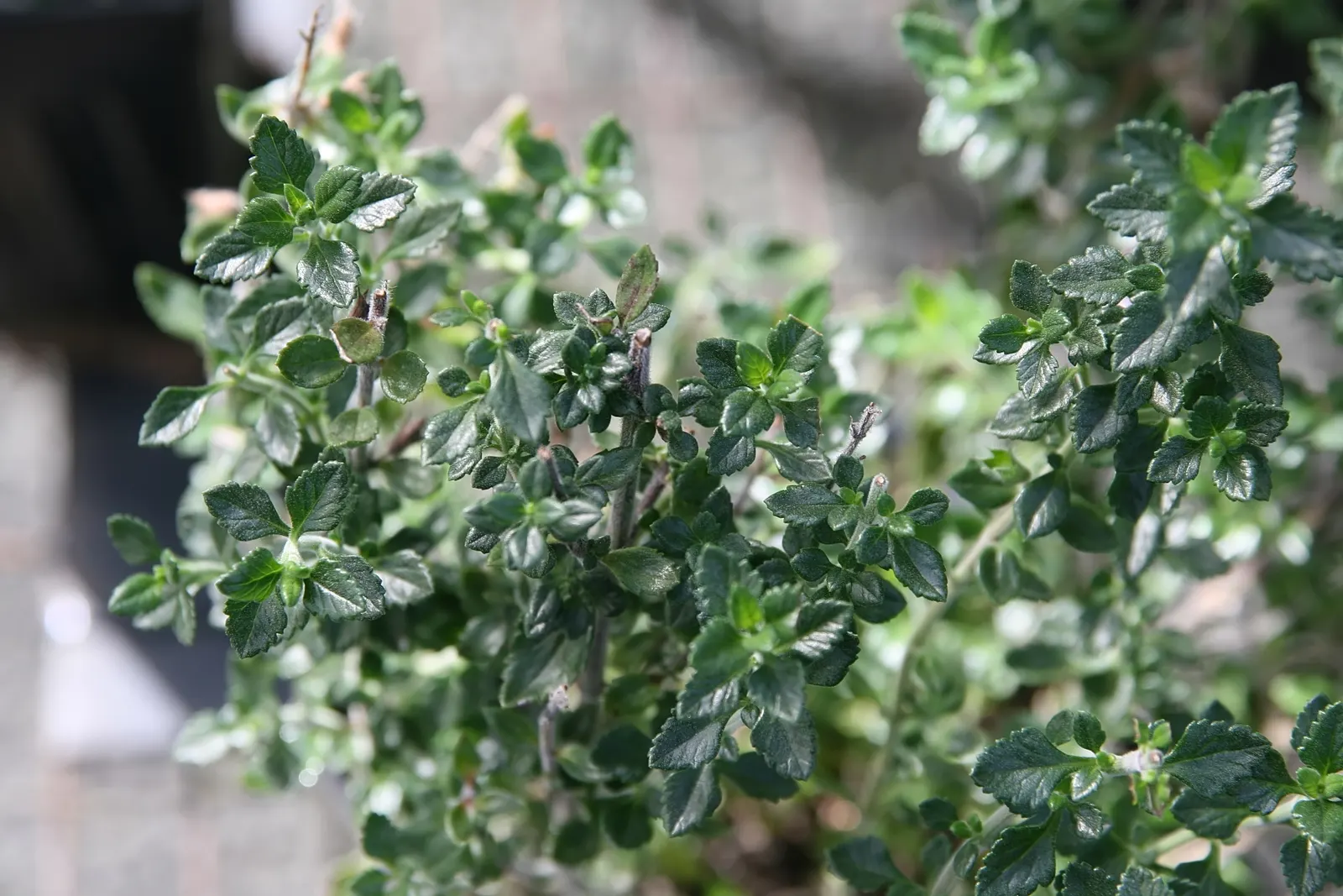 Wall Germander (Teucrium X Lucidrys) — enriching the biodiversity of the garden; regular trimming after flowering not only encourages bushier, image 70