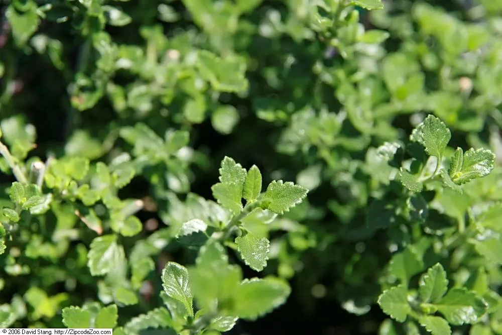 Wall Germander (Teucrium X Lucidrys) — perennial subshrub that offers both ornamental appeal and practical uses in landscape design