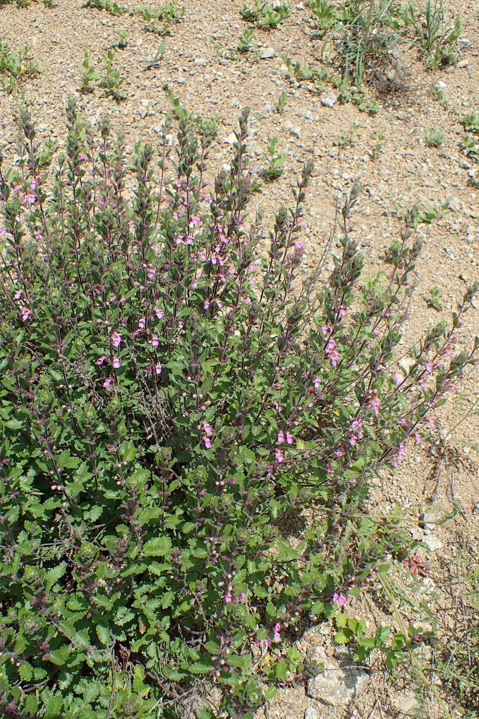 Wall Germander (Teucrium X Lucidrys) — you might use it to edge herb gardens or pathways