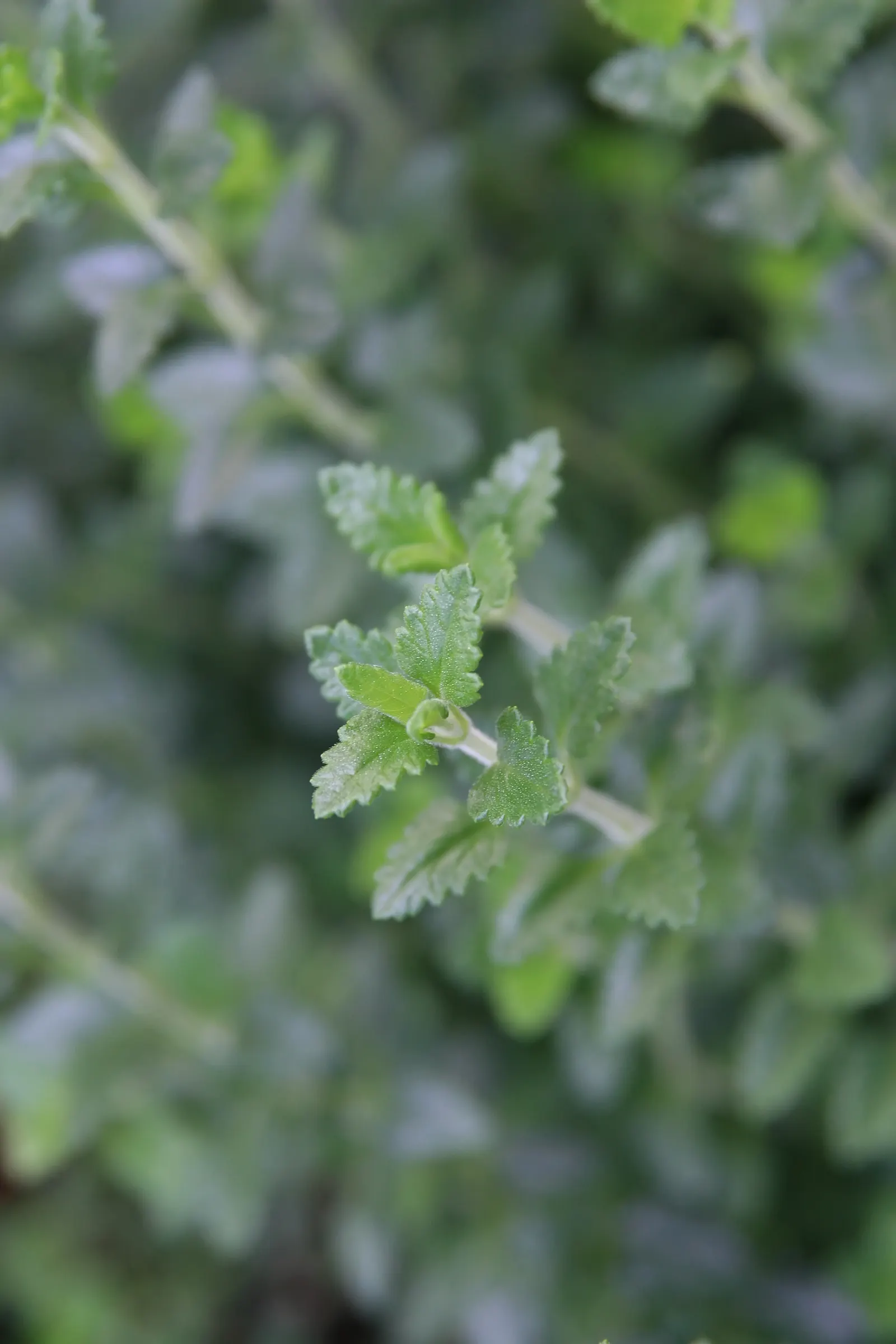 Wall Germander (Teucrium X Lucidrys) — The flowers are borne on upright stems above the foliage