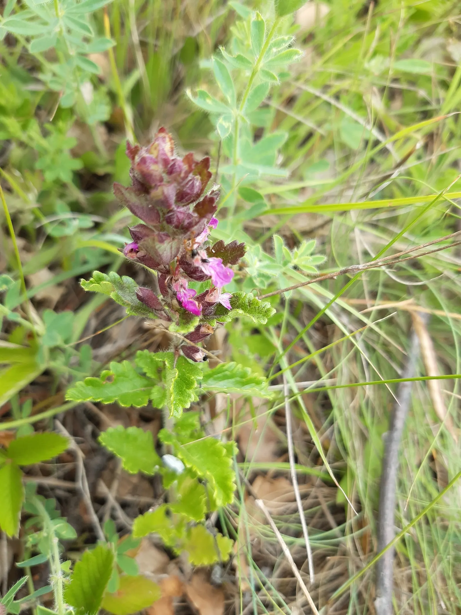 Wall Germander (Teucrium X Lucidrys) — The flowers are borne on upright stems above the foliage; is a robust evergreen sub-shrub reaching 12-18, image 71