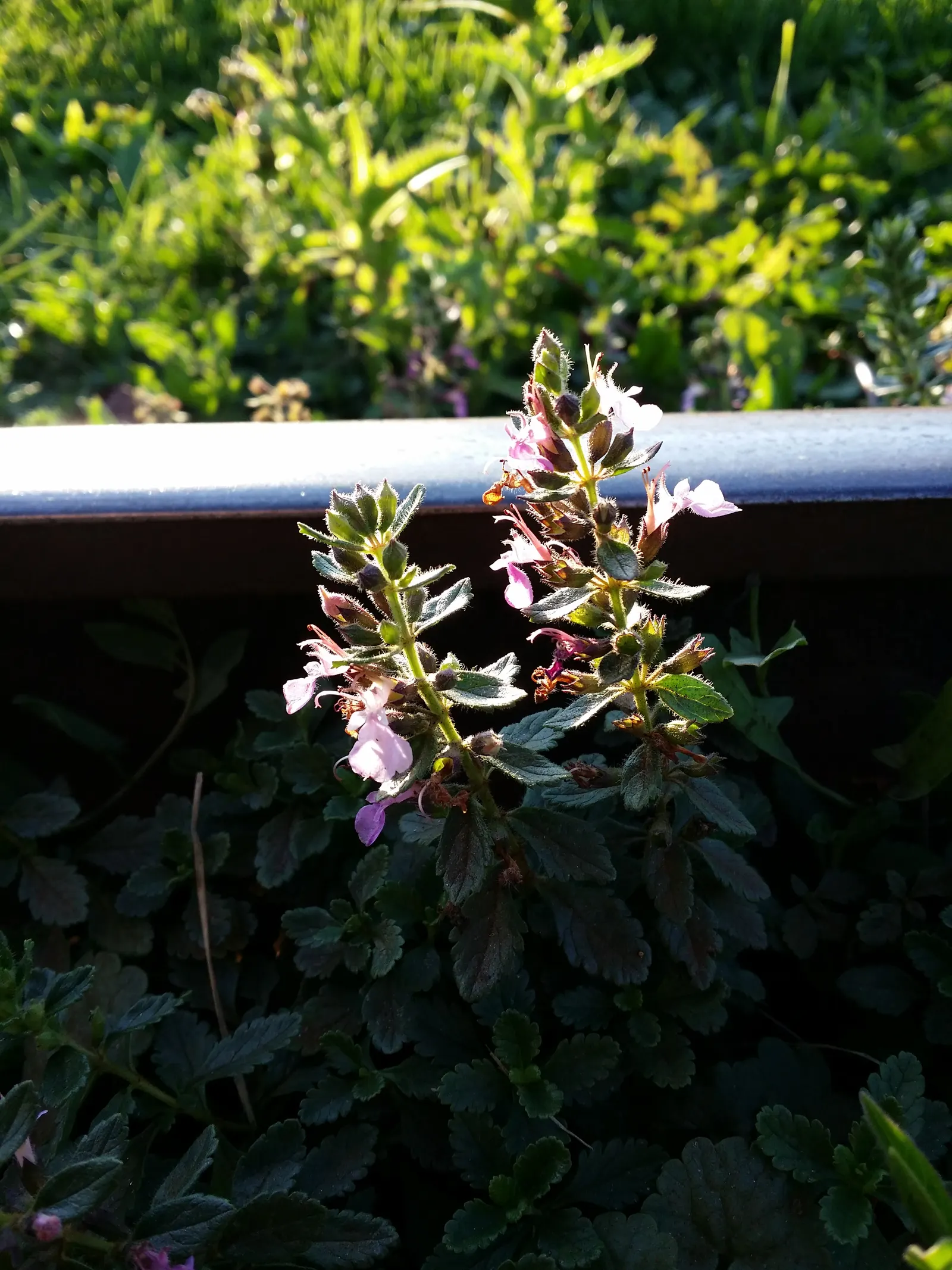 Wall Germander (Teucrium X Lucidrys) — ground cover / herb / shrub for full; offering year-round texture and summer color with its resilient nature