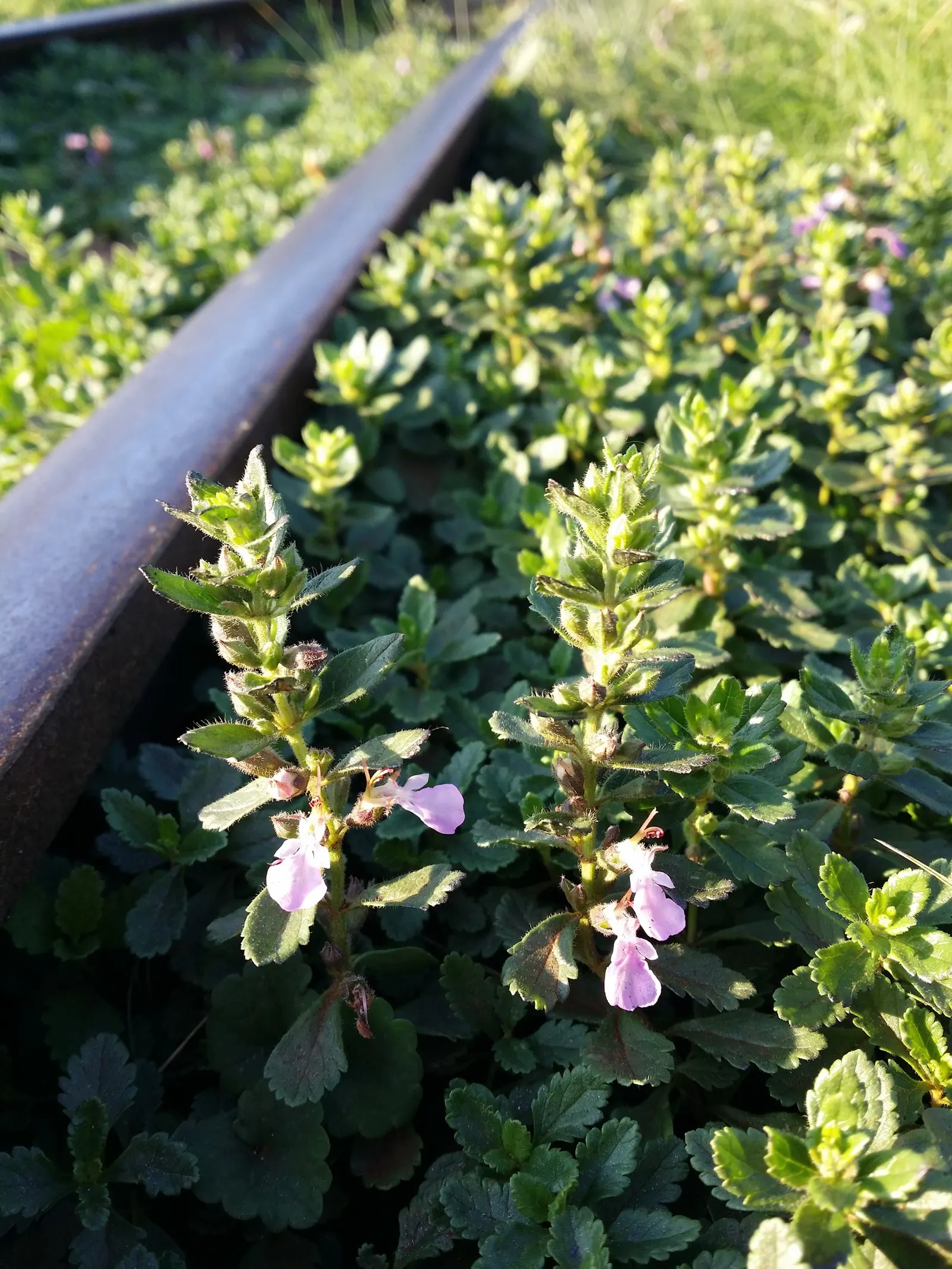 Wall Germander (Teucrium X Lucidrys) — glossy green leaves and a dense