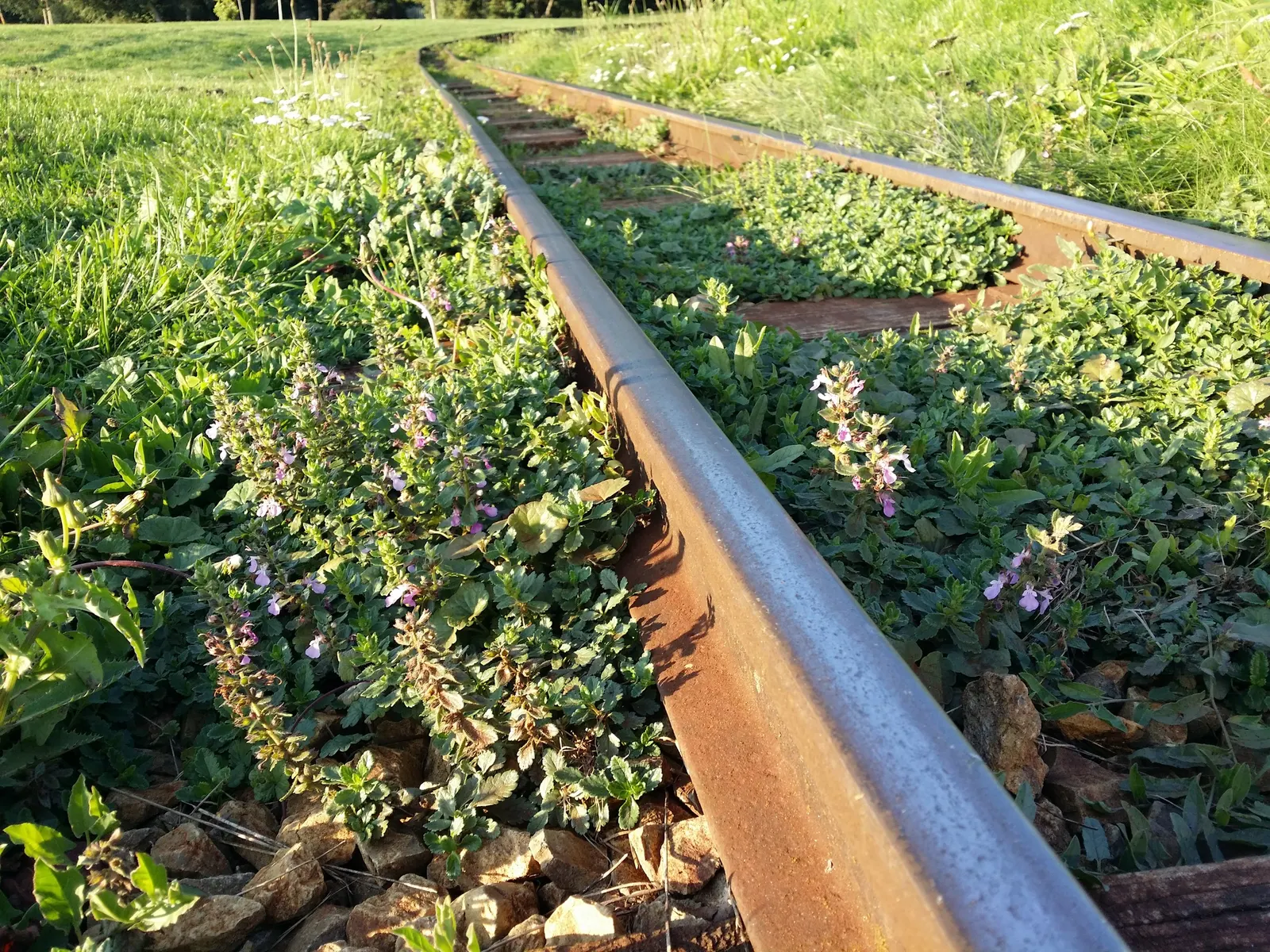Wall Germander (Teucrium X Lucidrys) — Teucrium x lucidrys remains a steadfast addition to the garden
