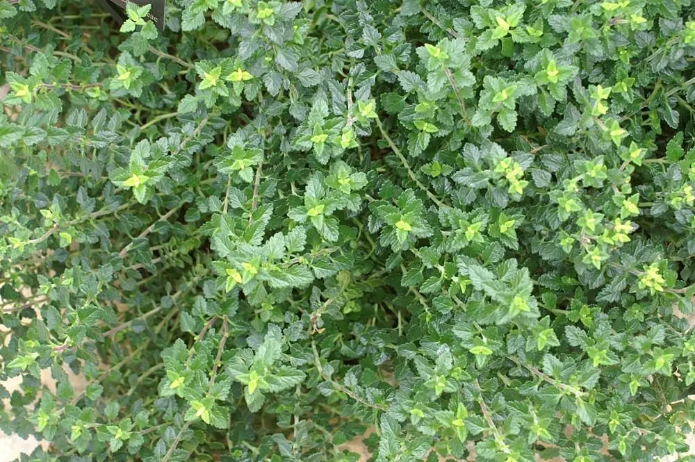 Wall Germander (Teucrium X Lucidrys) — and can tolerate a range of soil types; ground cover / herb / shrub with white blooms, image 79