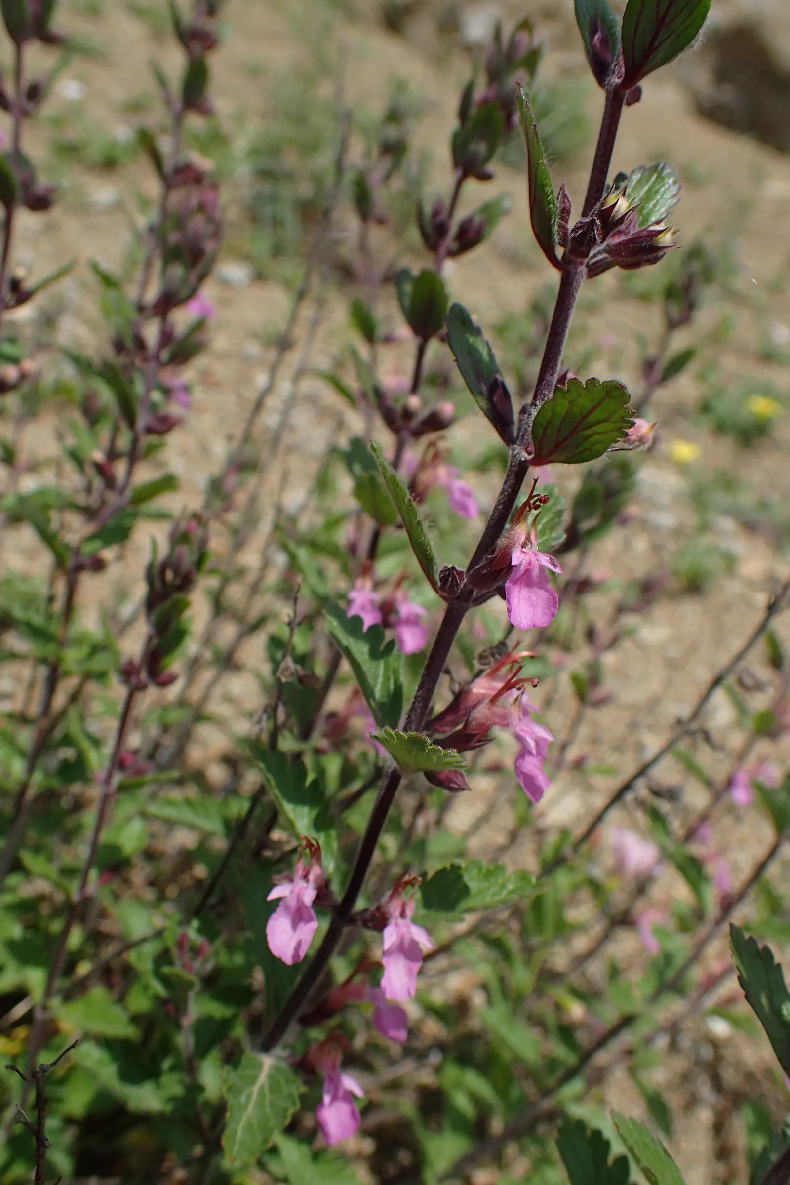 Wall Germander (Teucrium X Lucidrys) — enriching the biodiversity of the garden; regular trimming after flowering not only encourages bushier growth but also