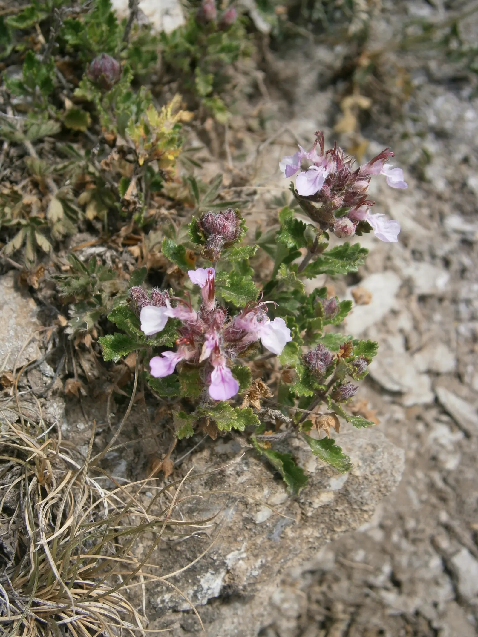 Wall Germander (Teucrium X Lucidrys) — It demands well-drained soil; and can tolerate a range of soil types, image 78