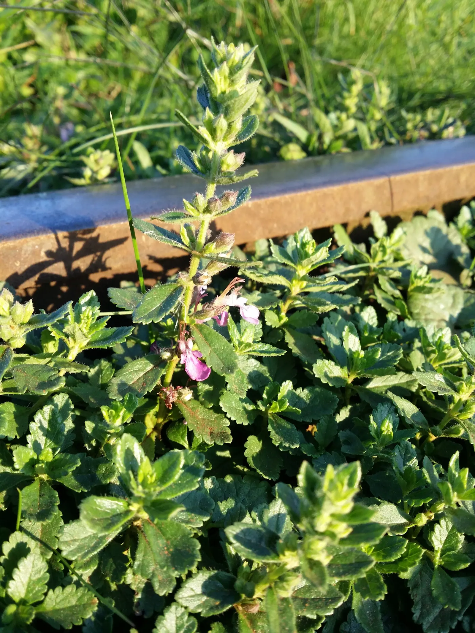 Wall Germander (Teucrium X Lucidrys) — Ideal for low hedges or edging; thrives in well-drained soil with full sun to partial shade; teucrium x, image 62
