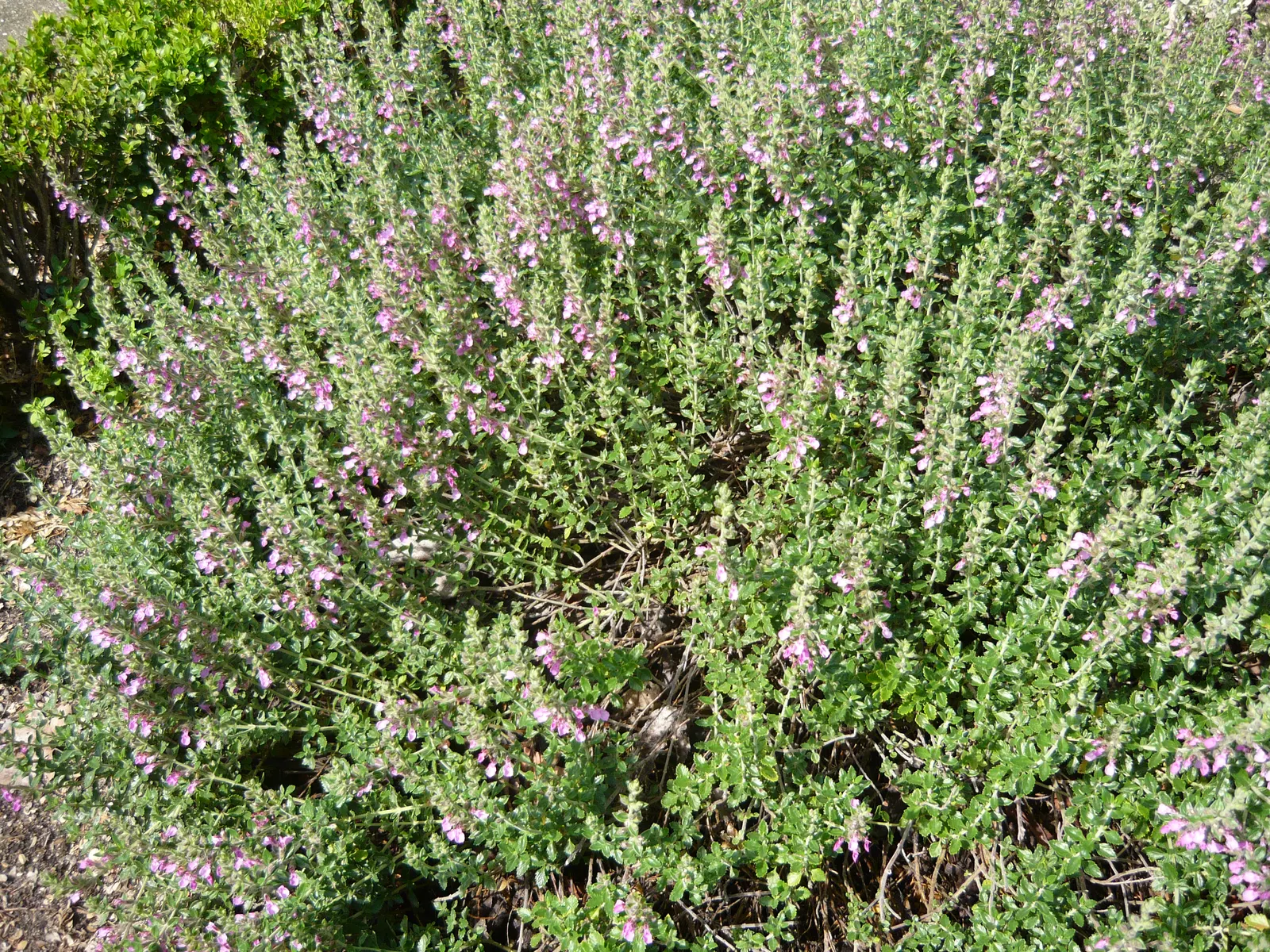 Wall Germander (Teucrium X Lucidrys) — you might use it to edge herb gardens or pathways; although it performs best in moderately fertile conditions, image 74