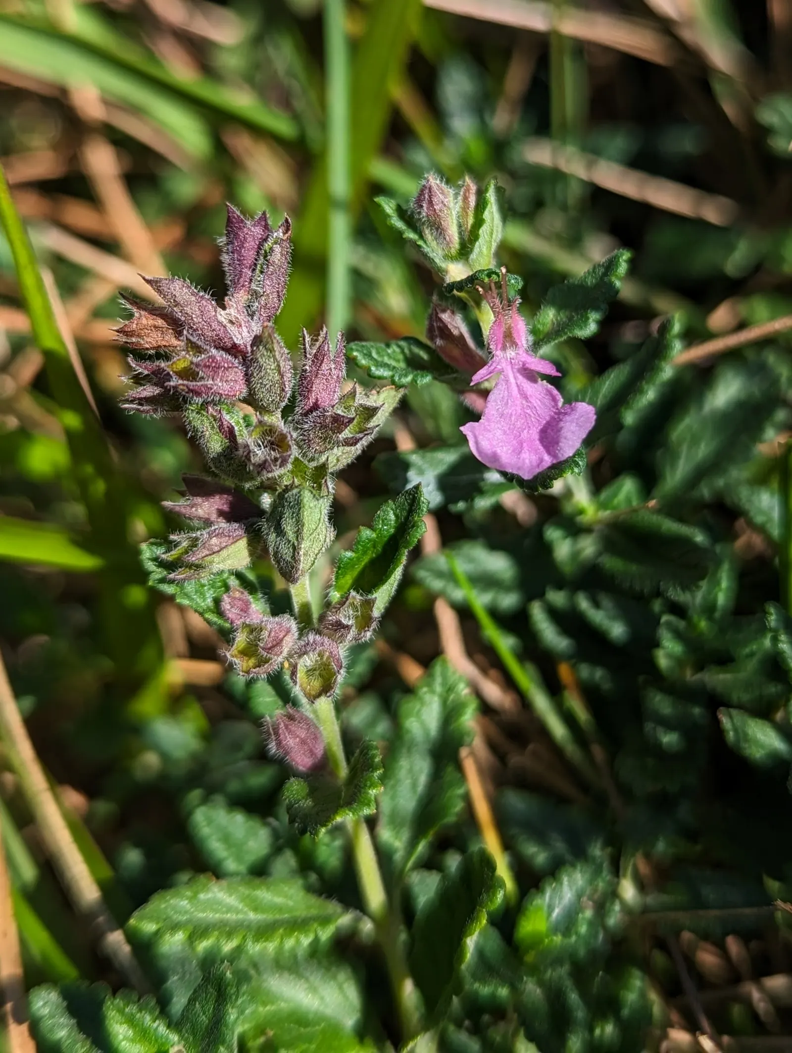 Wall Germander (Teucrium X Lucidrys) — you might use it to edge herb gardens or pathways; although it performs best in moderately fertile conditions