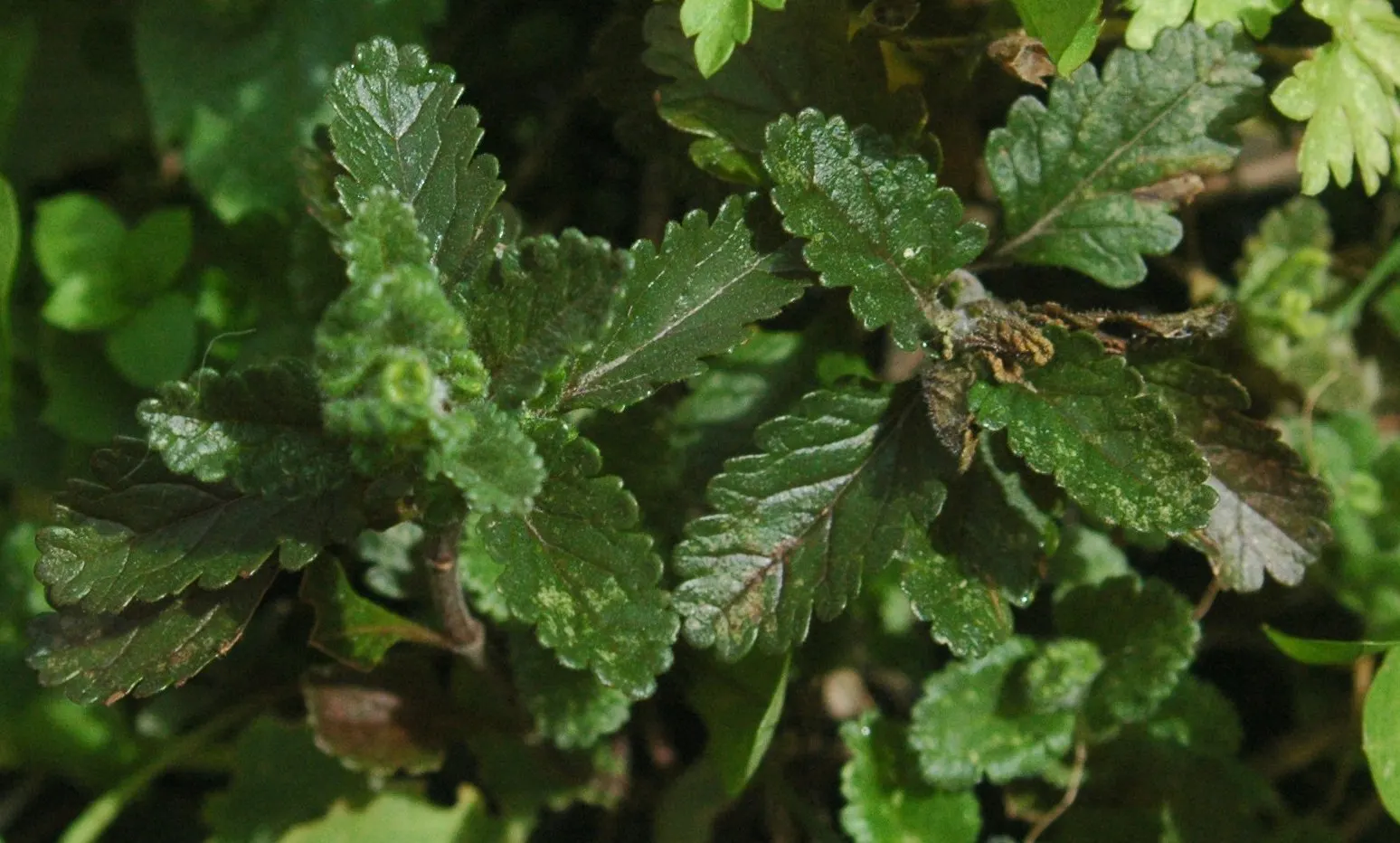 Wall Germander (Teucrium X Lucidrys) — With its origins in the Mediterranean; <br><br>With minimal care