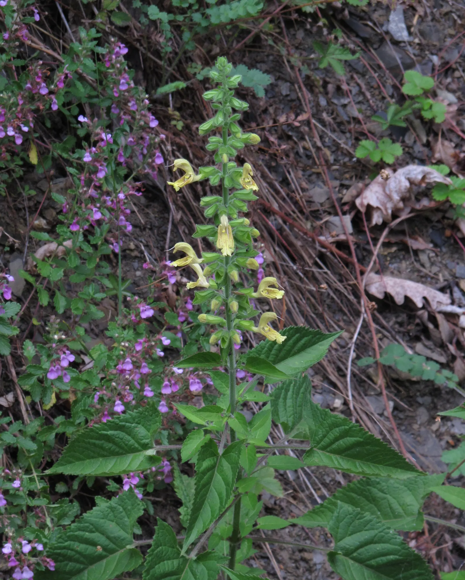 Wall Germander (Teucrium X Lucidrys) — white flowers in the garden; enriching the biodiversity of the garden