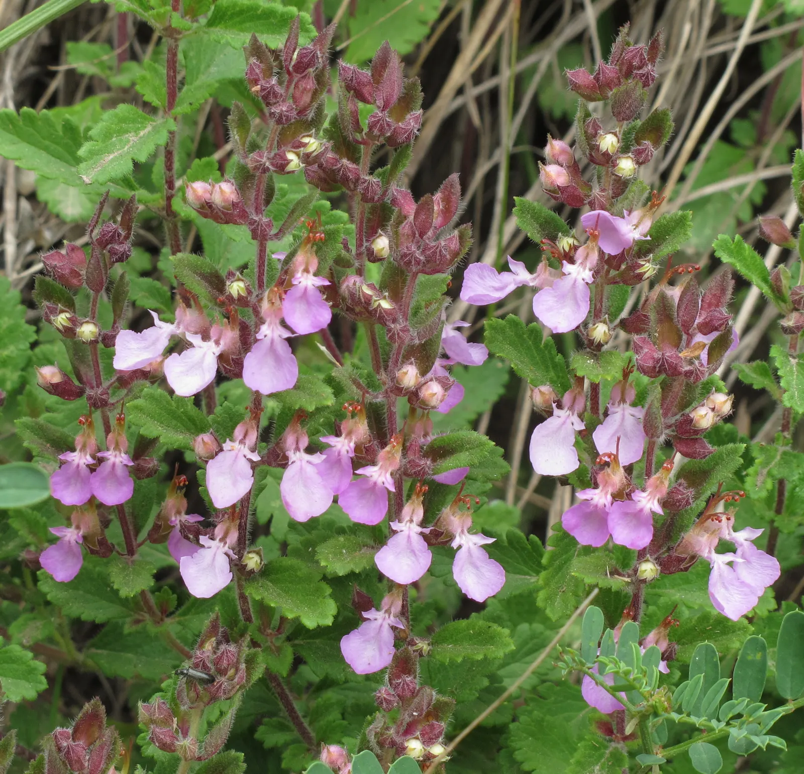 Wall Germander (Teucrium X Lucidrys) — Regular trimming after flowering not only encourages bushier growth but also maintains its tidy form; the flowers are