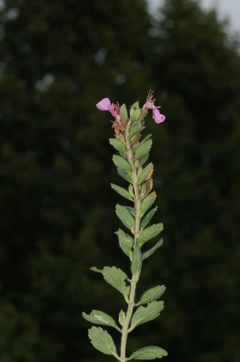 Wall Germander (Teucrium X Lucidrys) — <br><br>With minimal care
