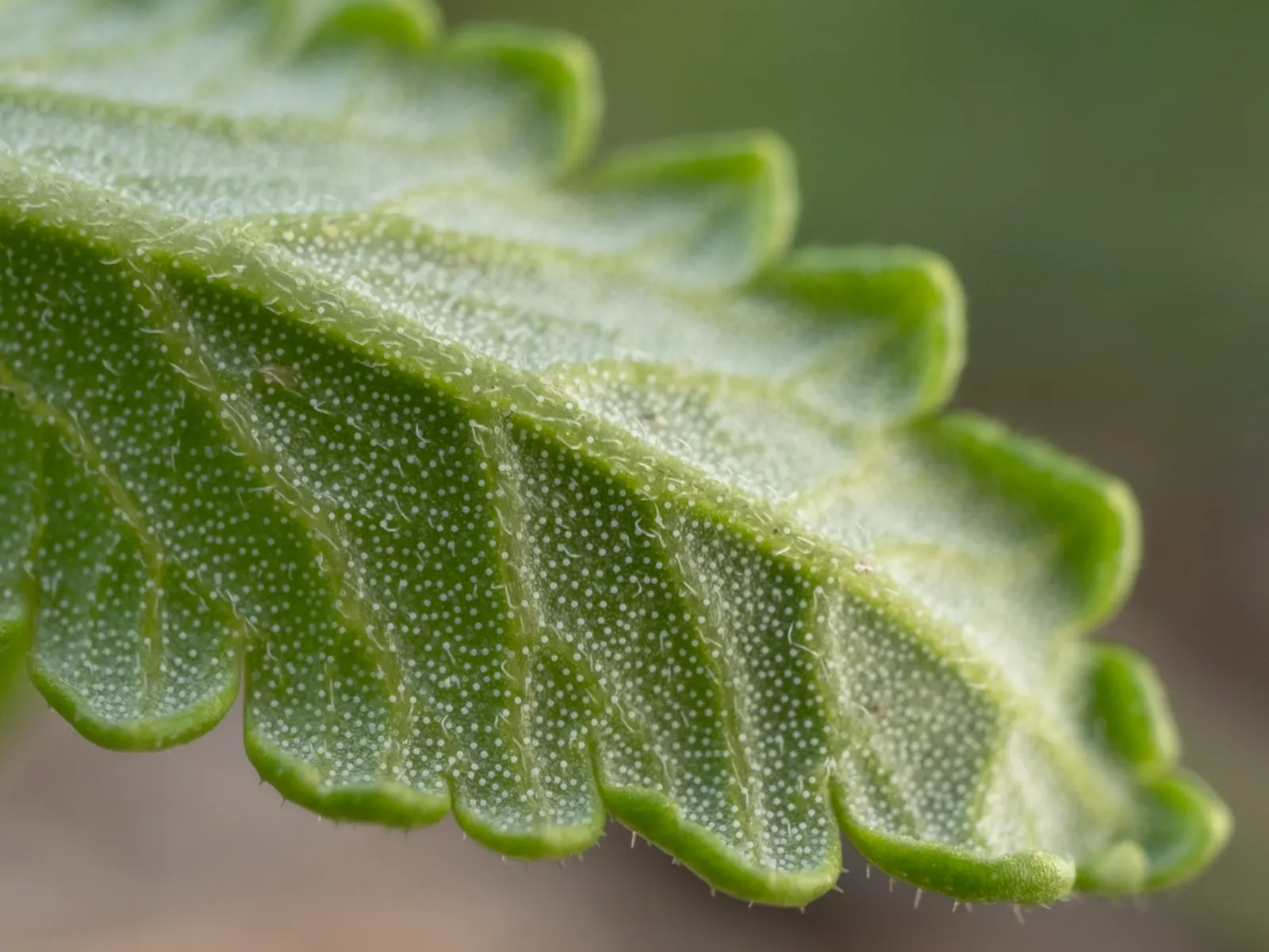 Wall Germander (Teucrium X Lucidrys) — Drought-resistant once established, it provides a formal look with minimal maintenance; it boasts glossy, image 63