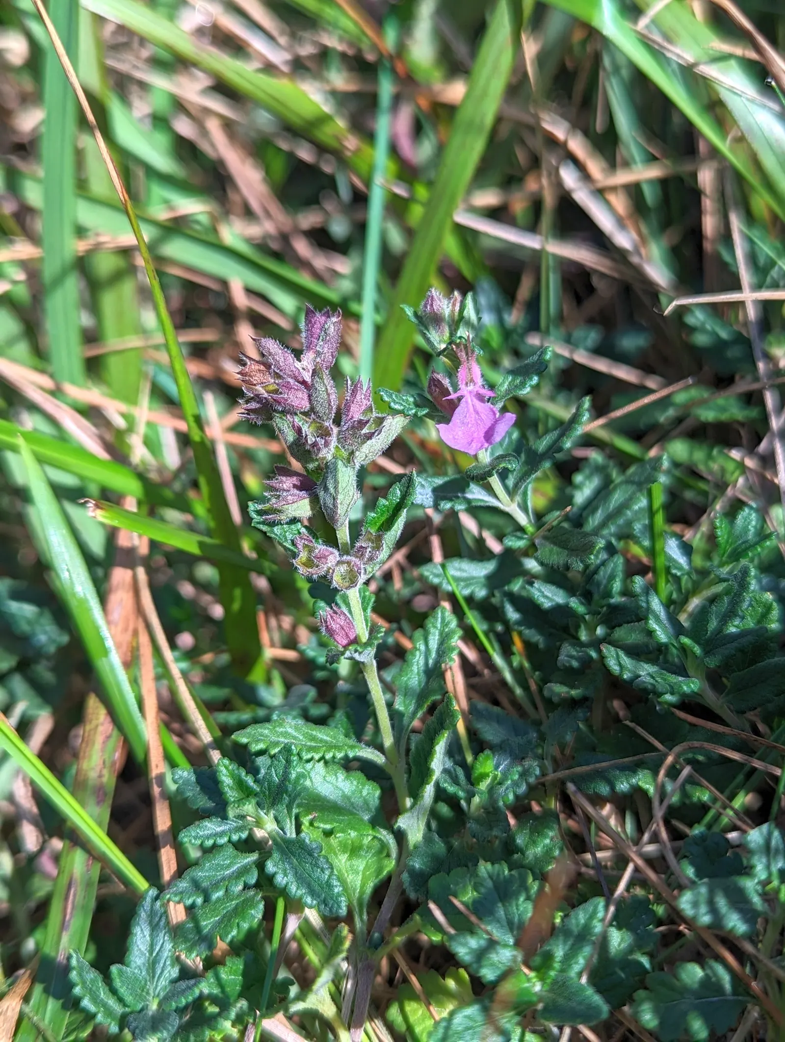 Wall Germander (Teucrium X Lucidrys) — although it performs best in moderately fertile conditions; commonly known as Wall Germander, image 80
